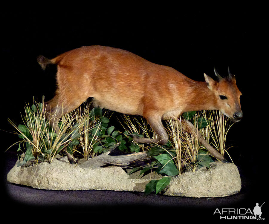 Red Duiker Full Mount Taxidermy