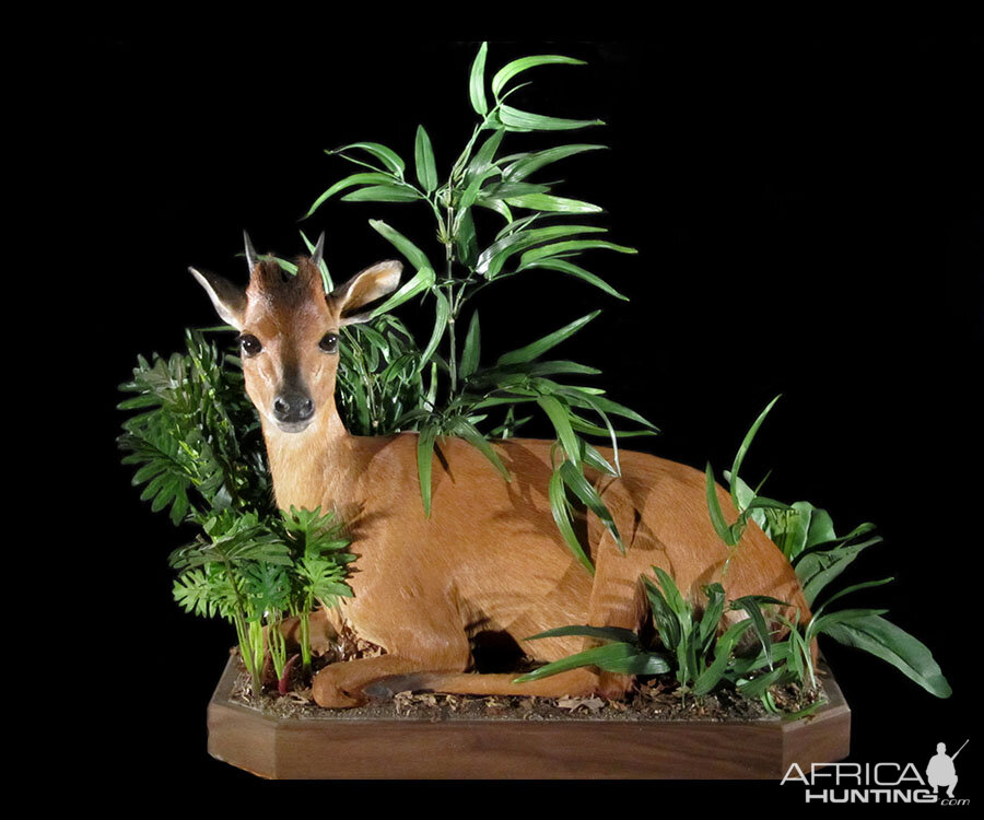 Red Duiker Full Mount Taxidermy