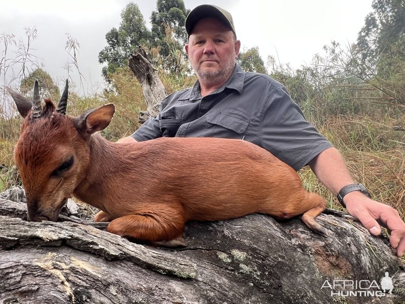 Red Duiker Hunt Eastern Cape South Africa