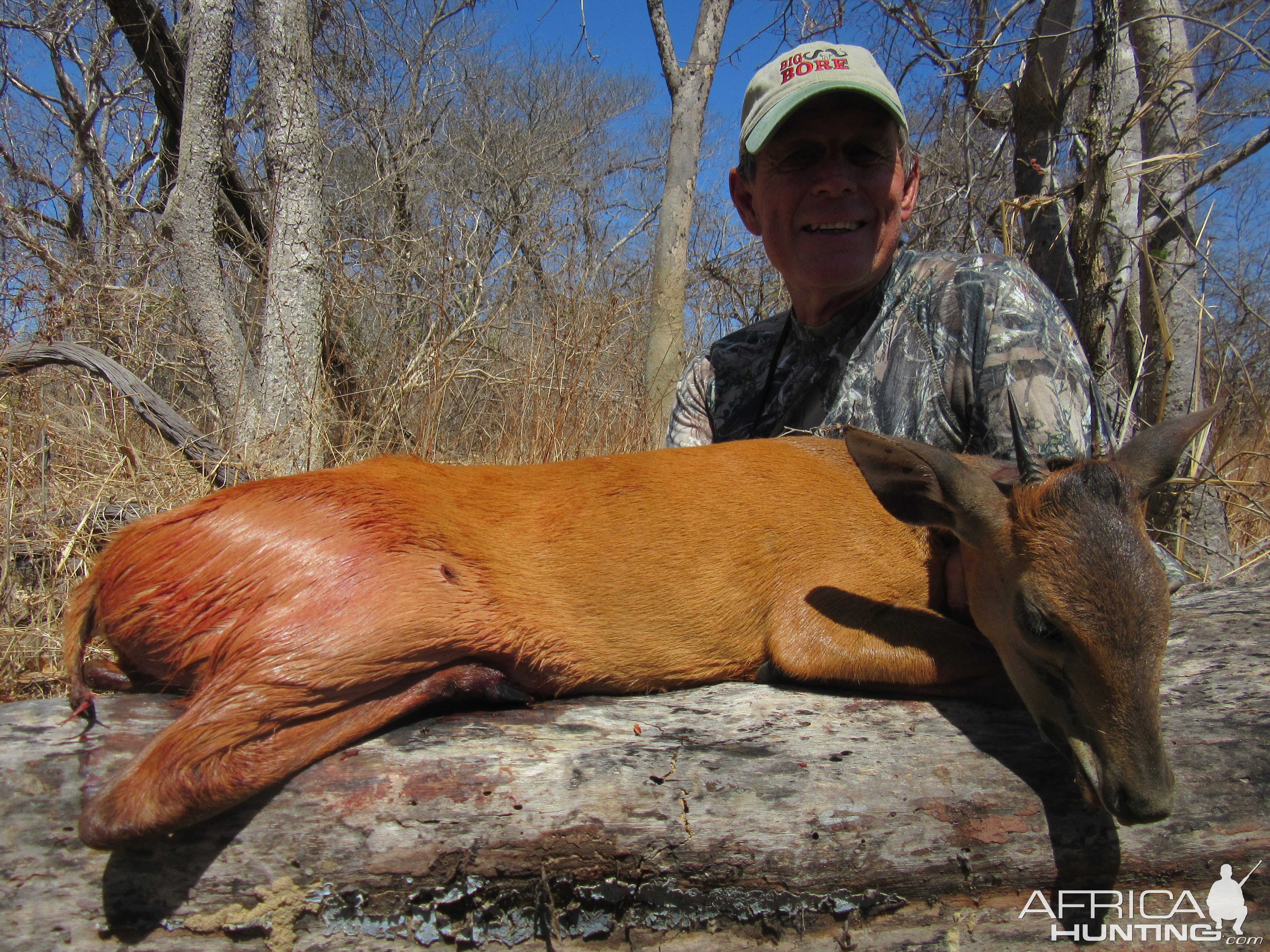 Red Duiker Hunt Mozambique