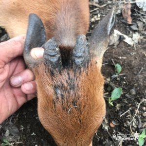 Red Duiker Hunt Polokwane South Africa