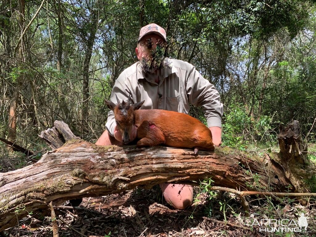 Red Duiker Hunt South Africa