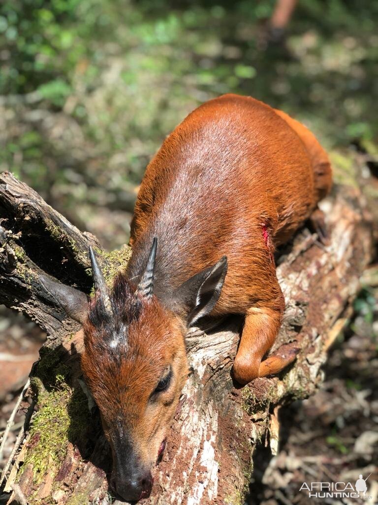 Red Duiker Hunt South Africa