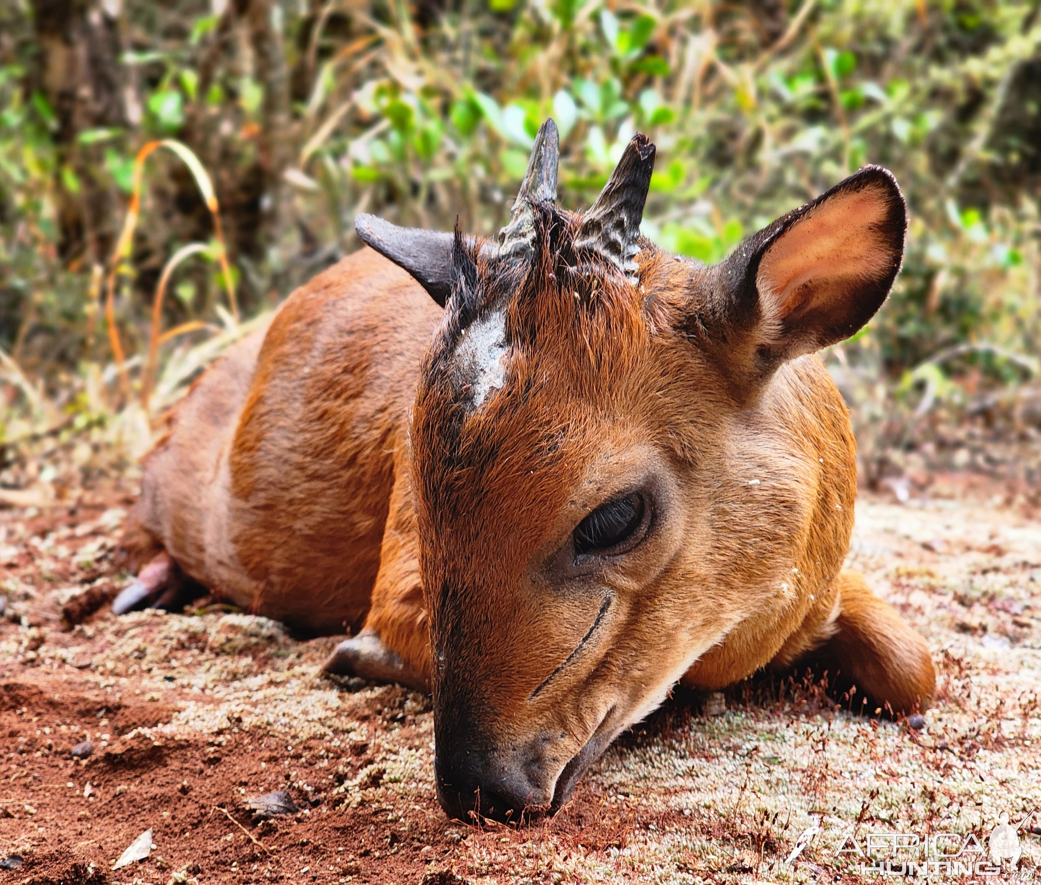 Red Duiker Hunt South Africa