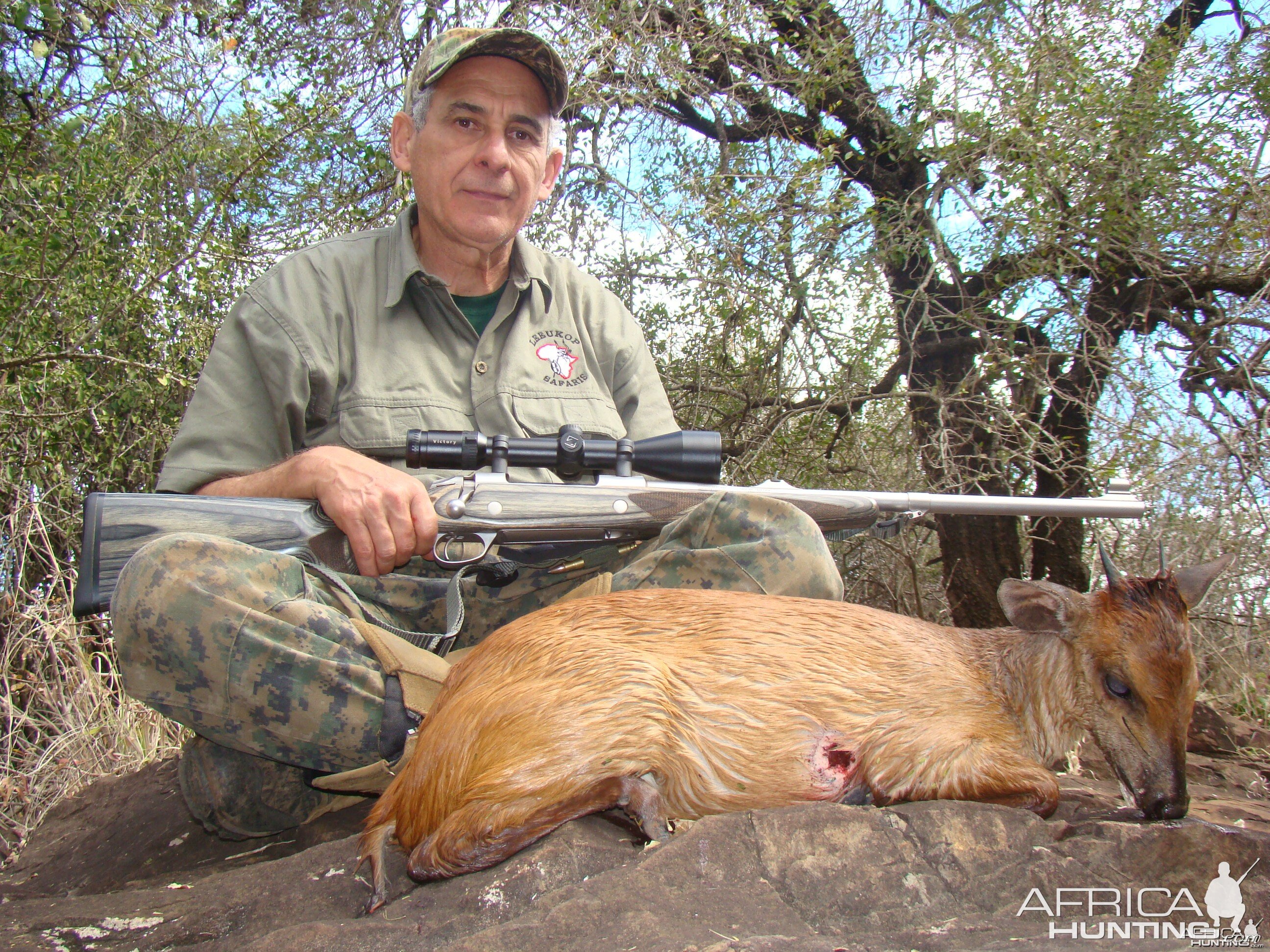 Red Duiker