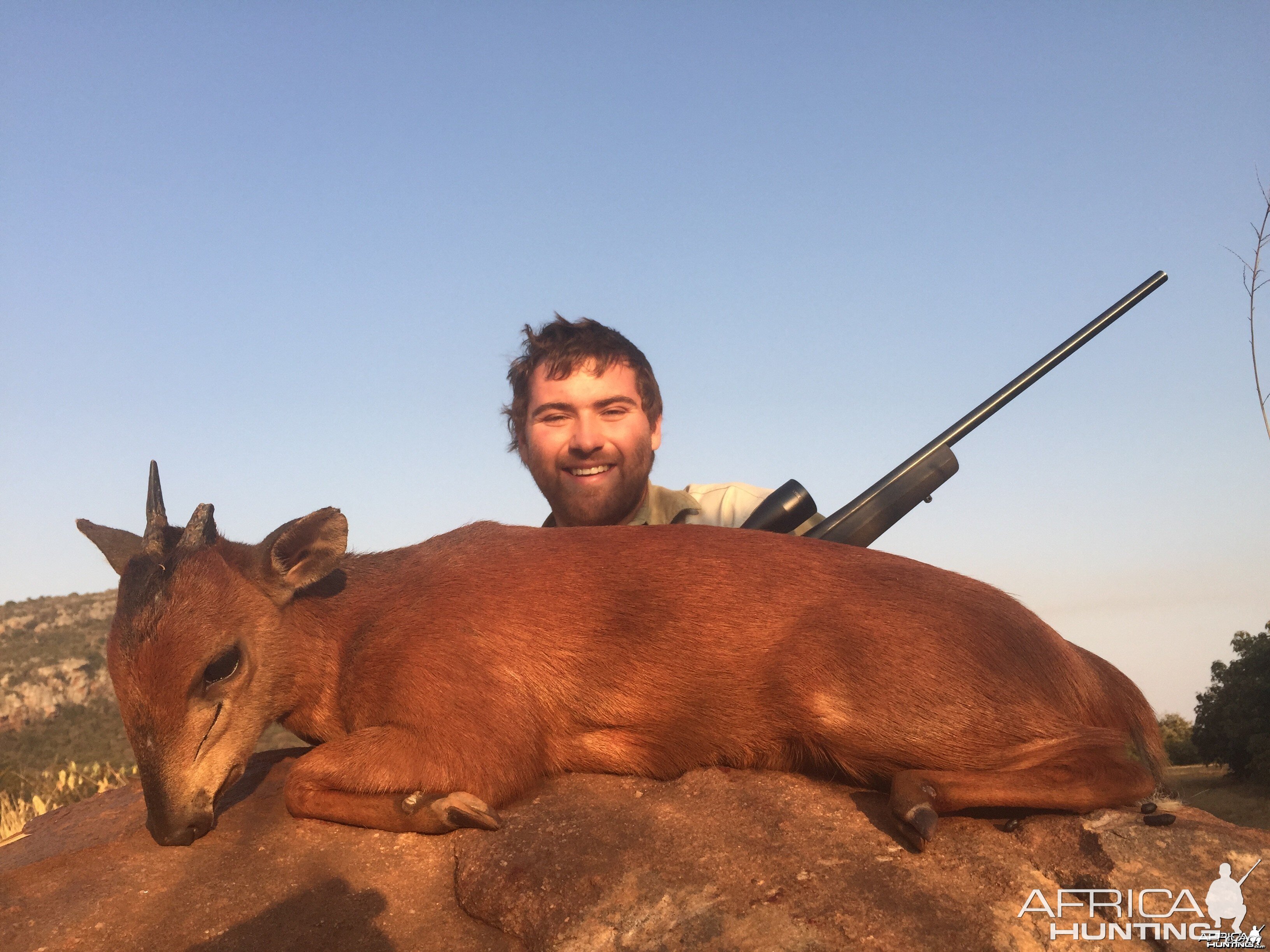 Red duiker