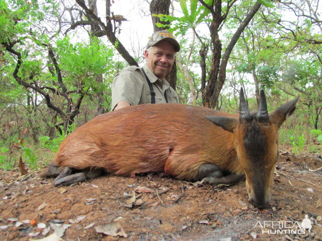 Red Flanked Duiker hunt with CAWA in CAR