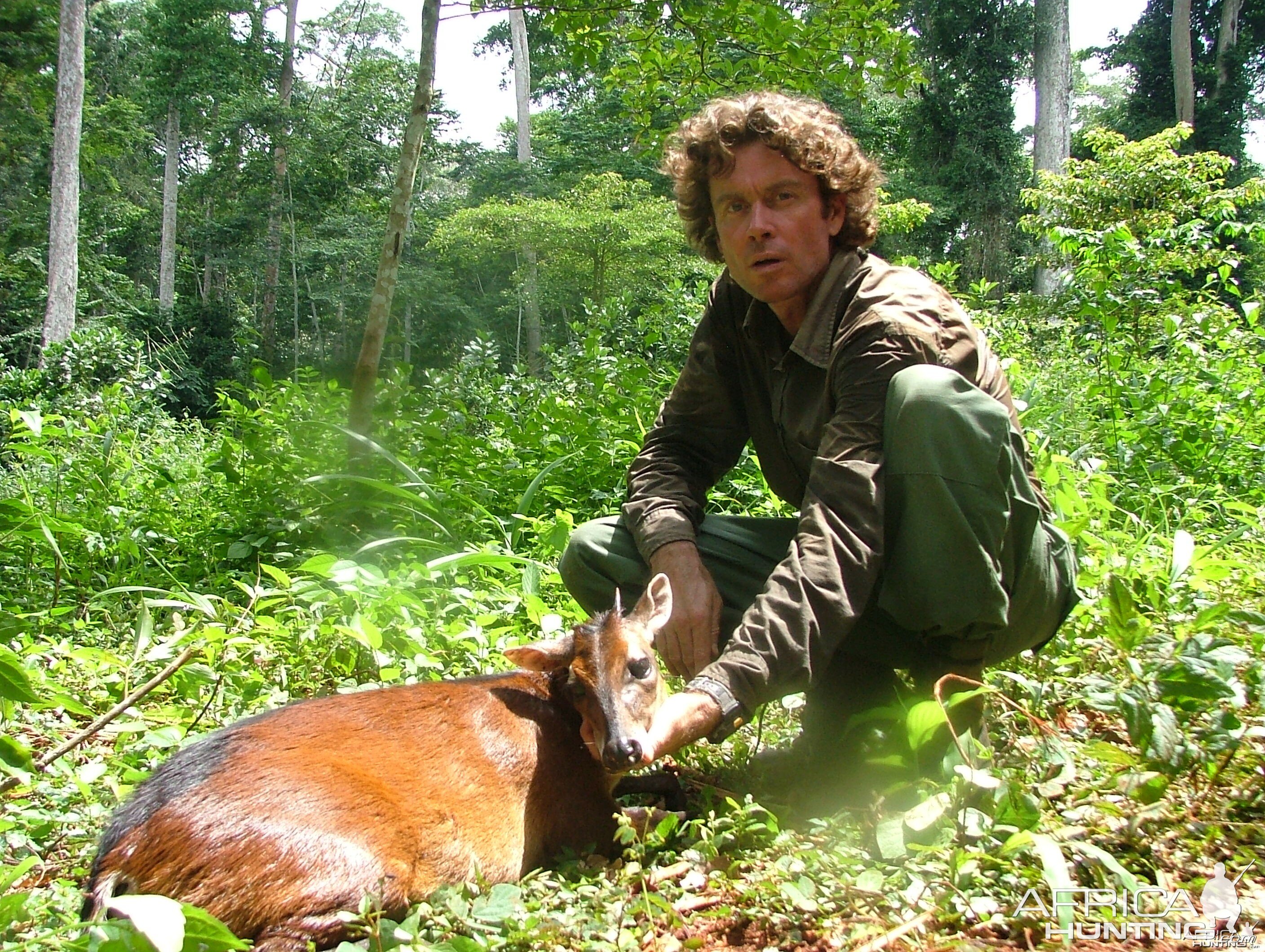 Red-Flanked Duiker hunted in Cameroon with Club Faune