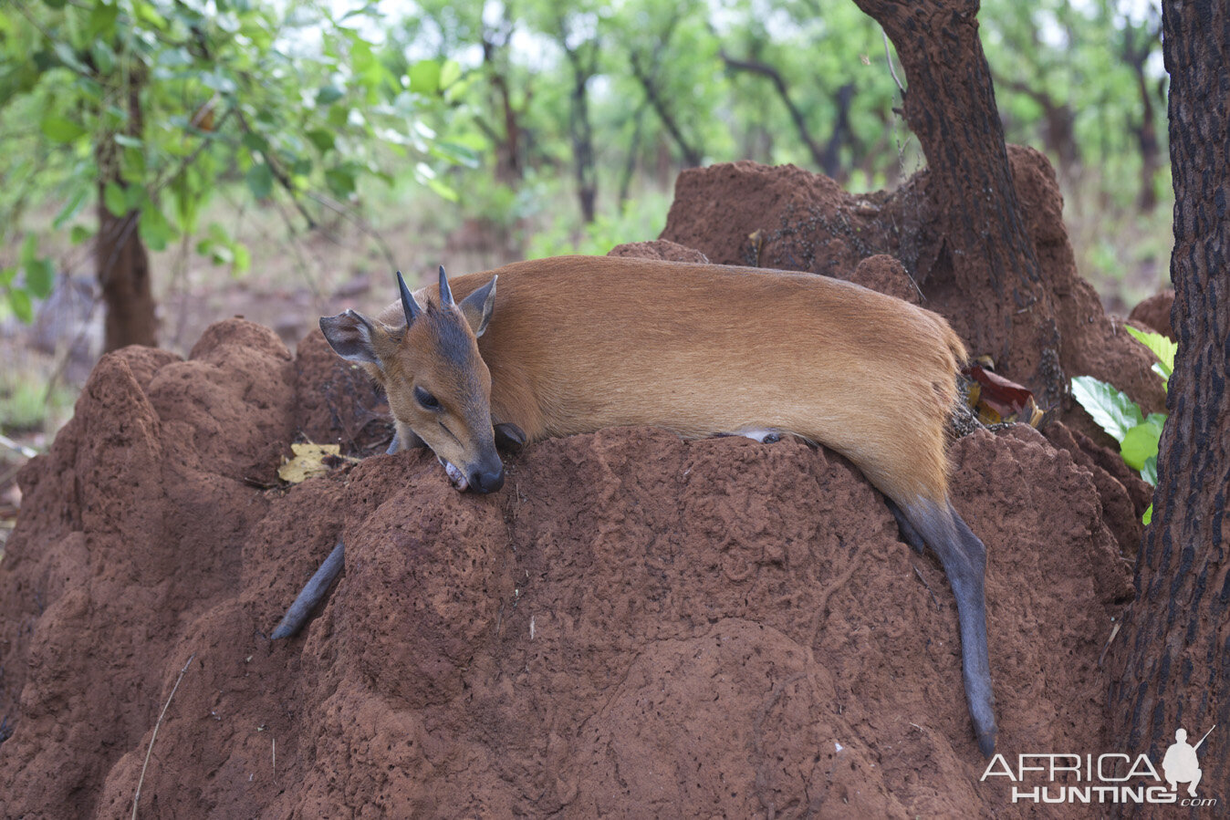 Red Flanked Duiker hunted in CAR