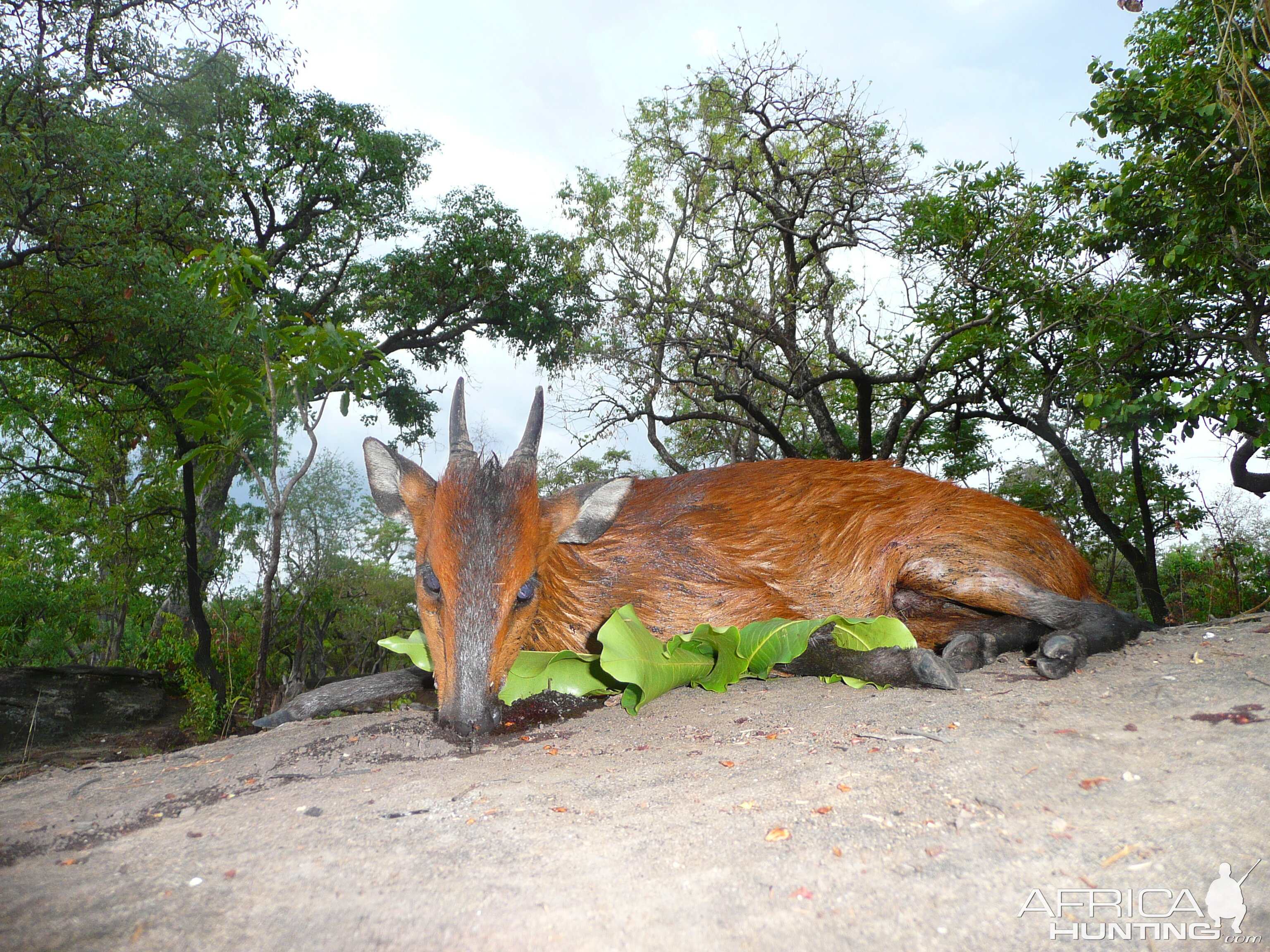 Red flanked duiker hunted in CAR