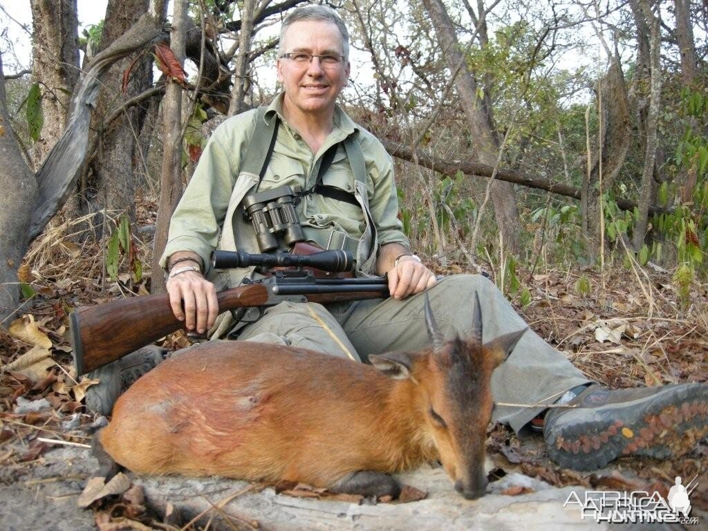 Red-Flanked Duiker hunted in Central Africa with Club Faune