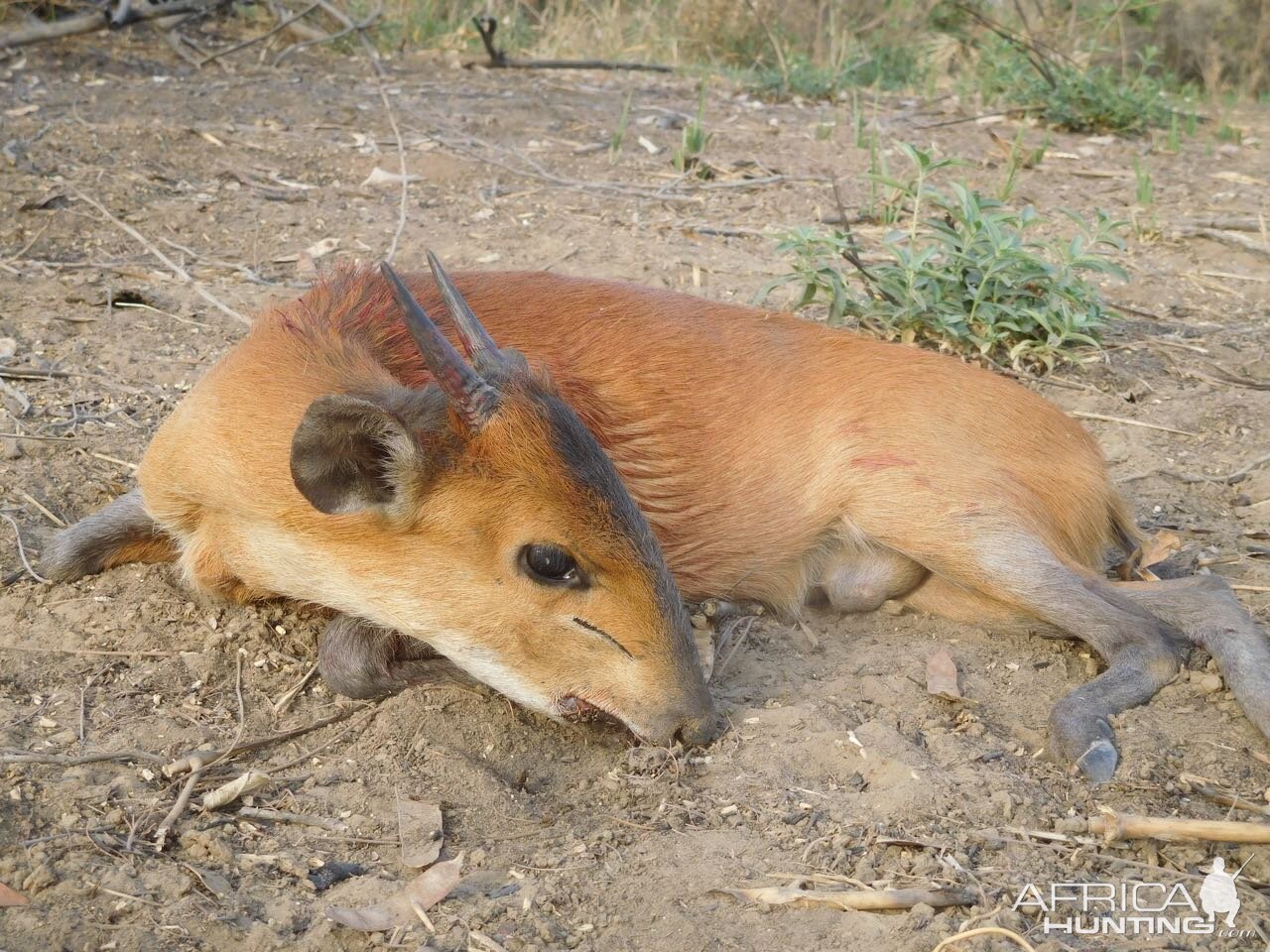 Red-flanked Duiker Hunting Cameroon