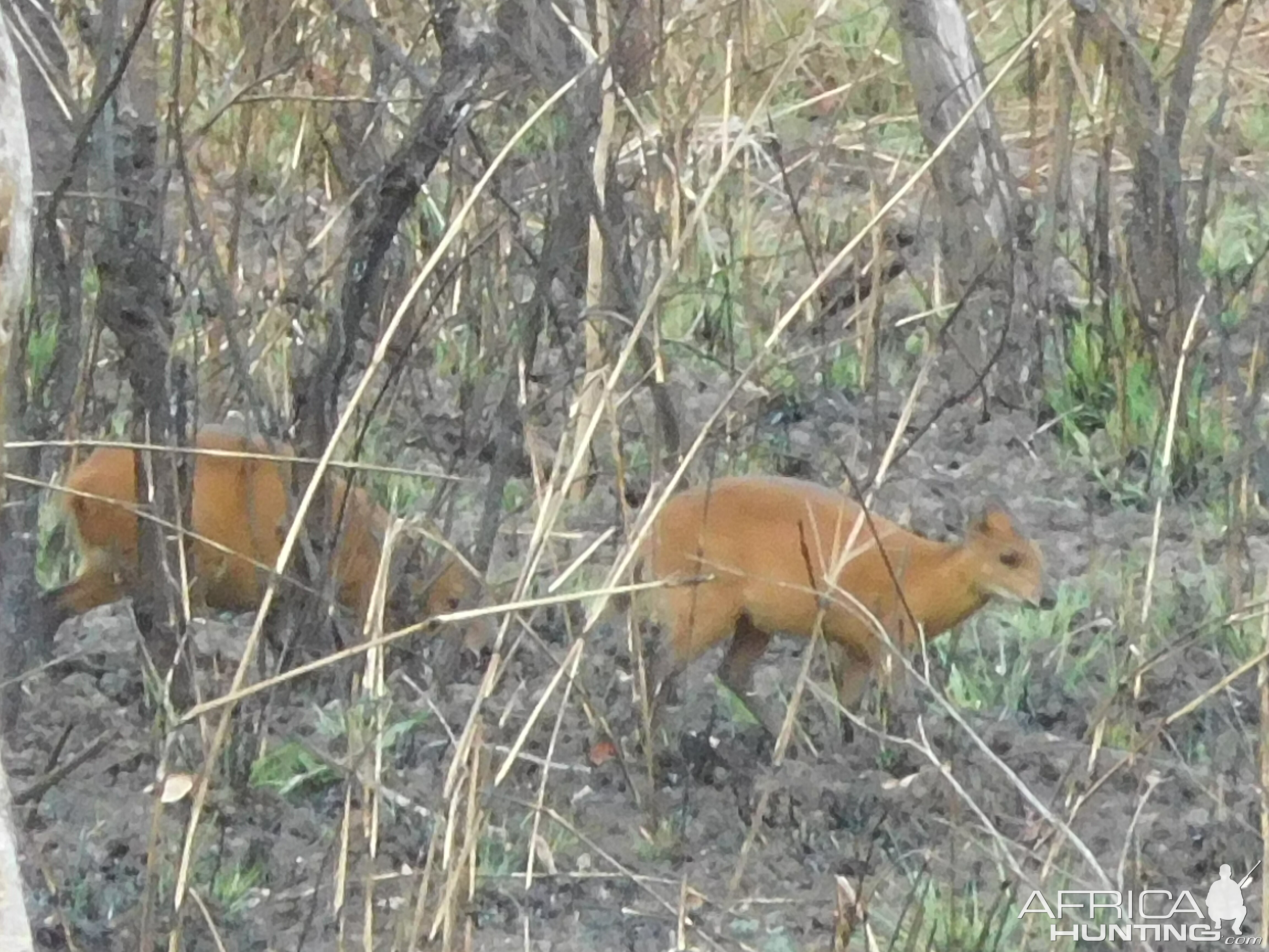 Red-flanked Duiker in Cameroon