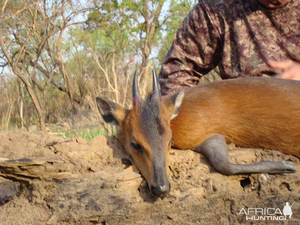 Red Flanked Duiker