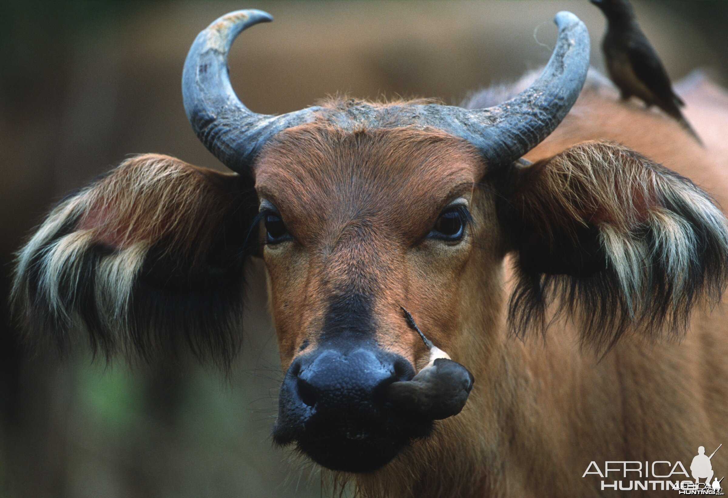 Red Forest Buffalo from Ethiopia