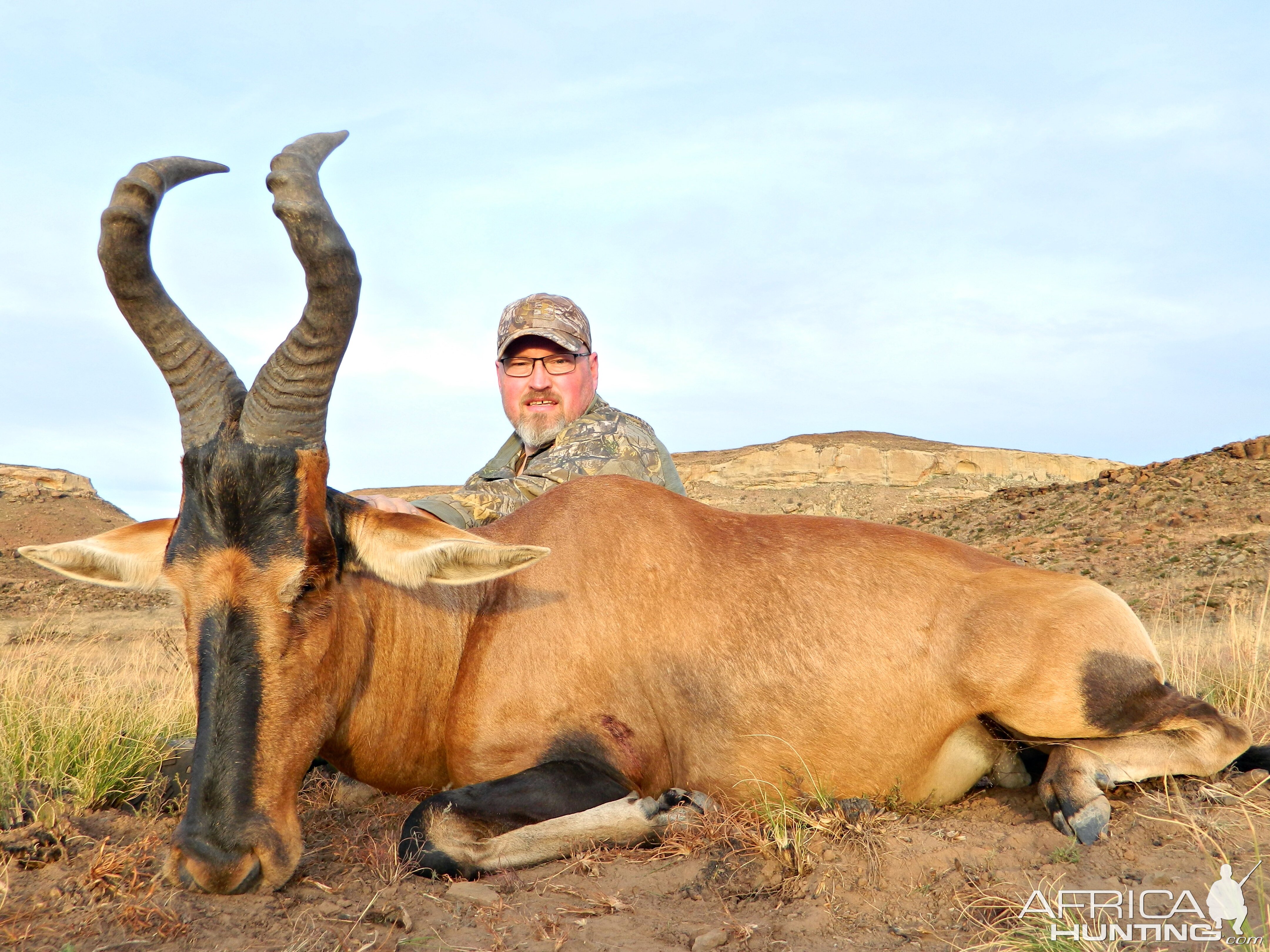 Red Hartebeest at sunset