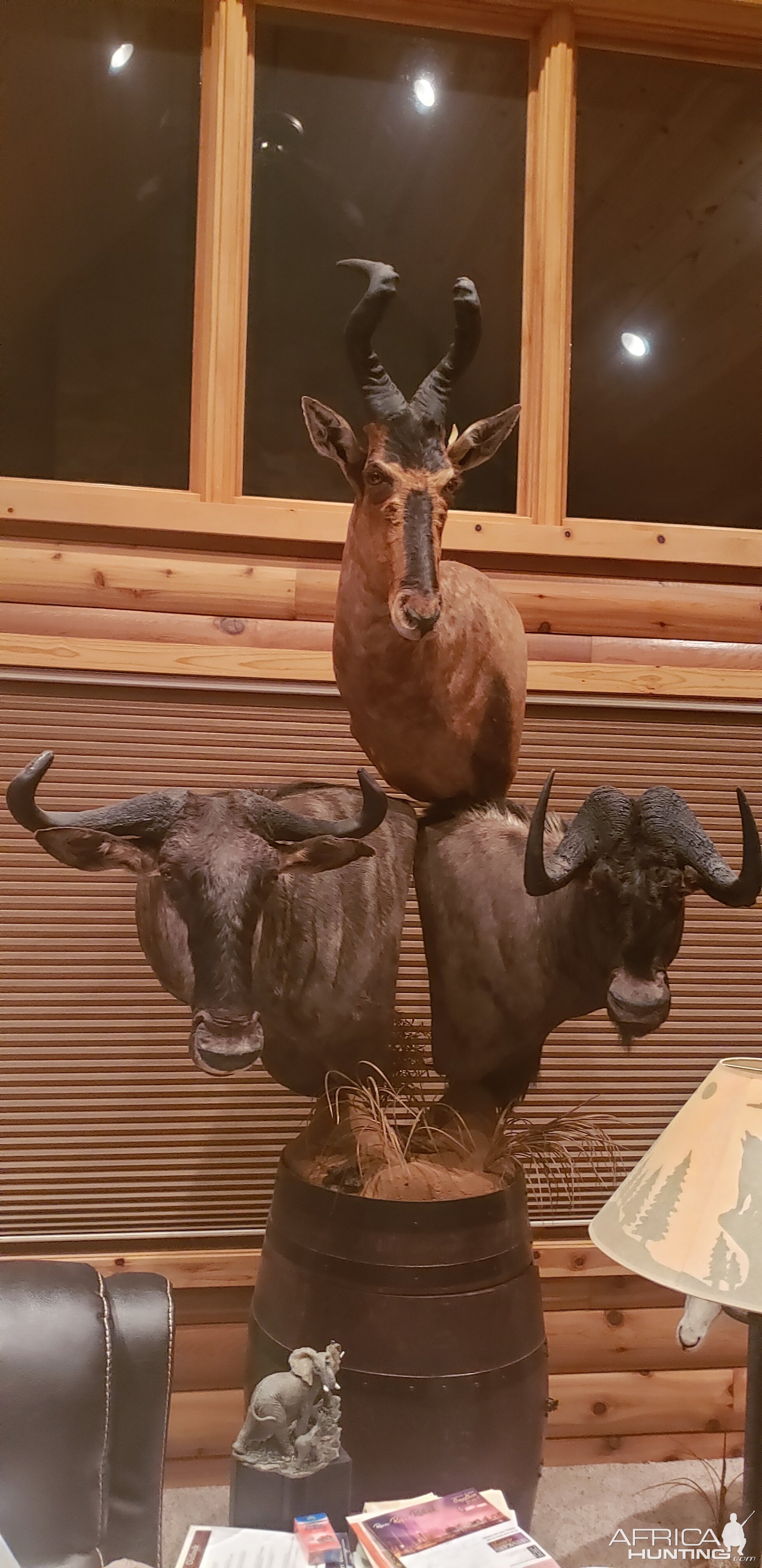 Red Hartebeest, Blue Wildebeest & Black Wildebeest Combo Pedestal Taxidermy