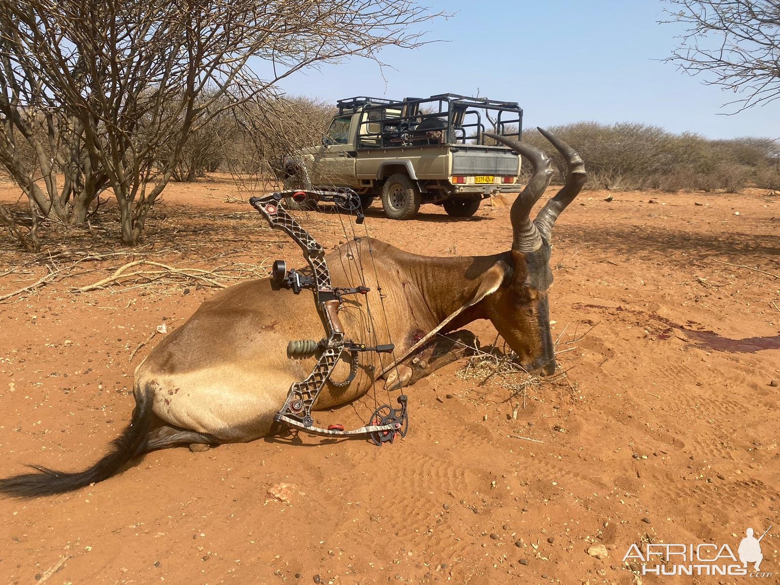 Red Hartebeest Bow Hunt Namibia