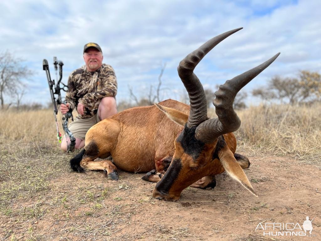 Red Hartebeest Bow Hunt South Africa