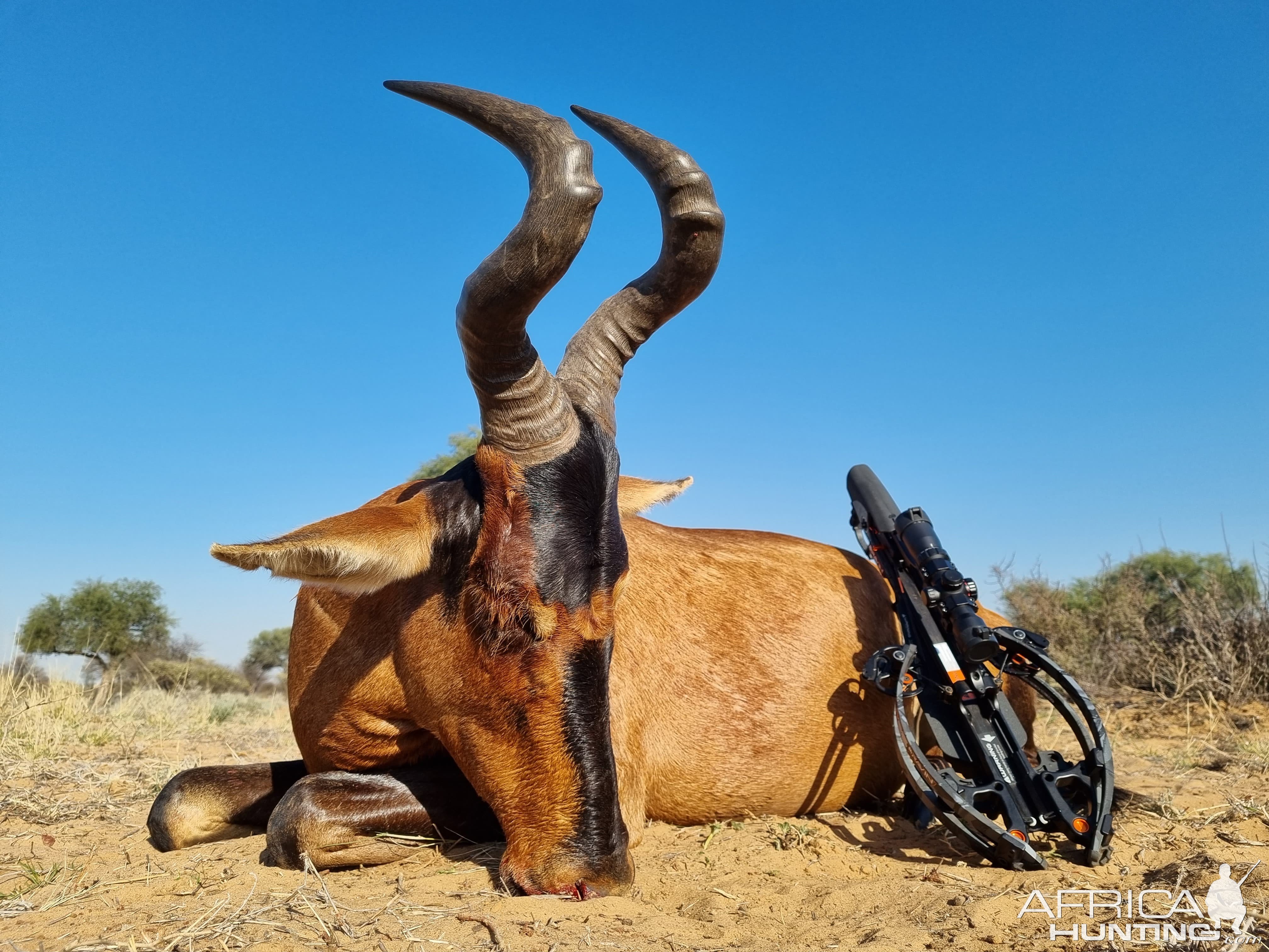 Red Hartebeest Bow Hunt South Africa