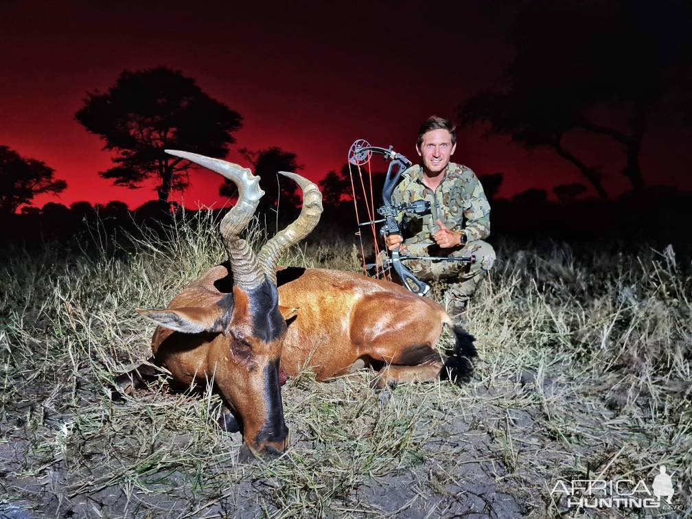 Red Hartebeest Bow Hunting Namibia