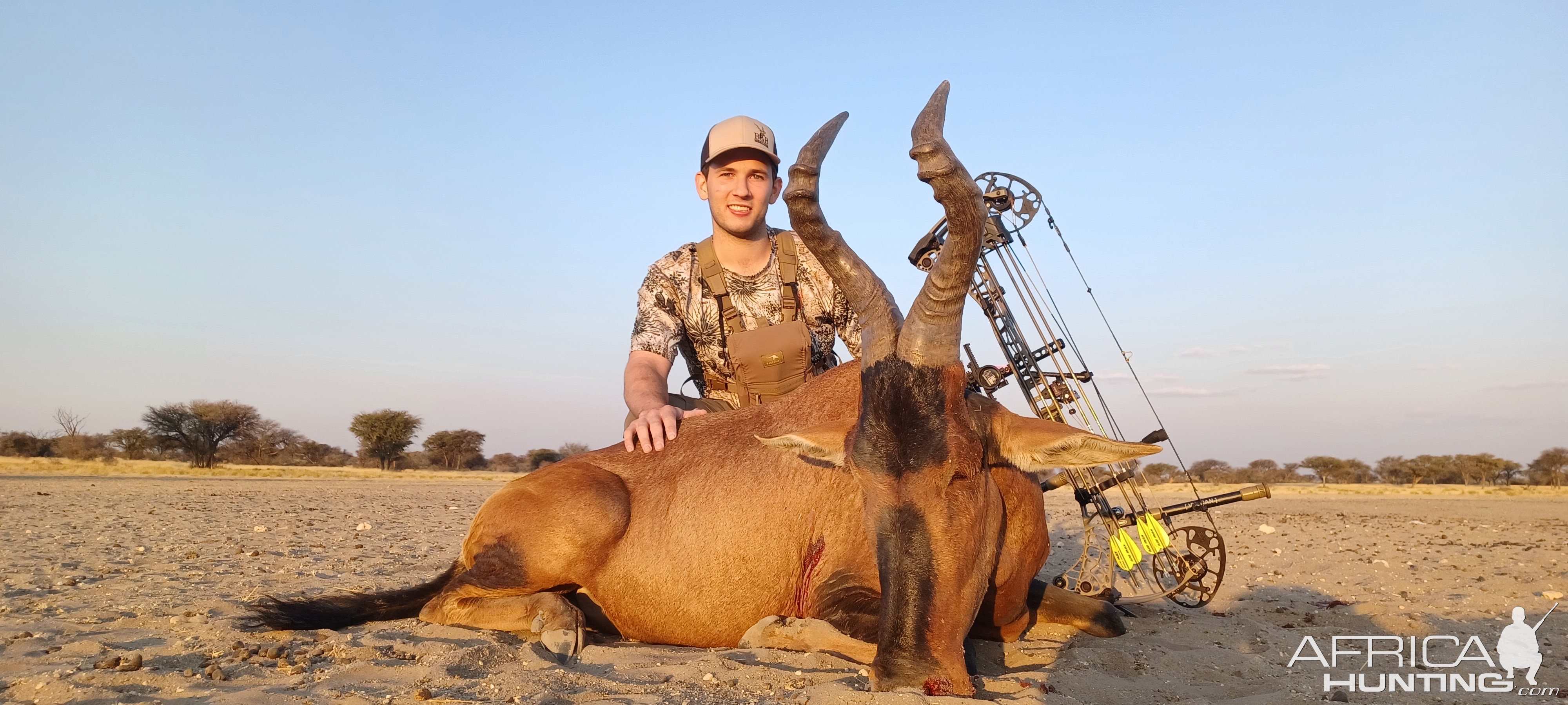 Red Hartebeest Bow Hunting Namibia