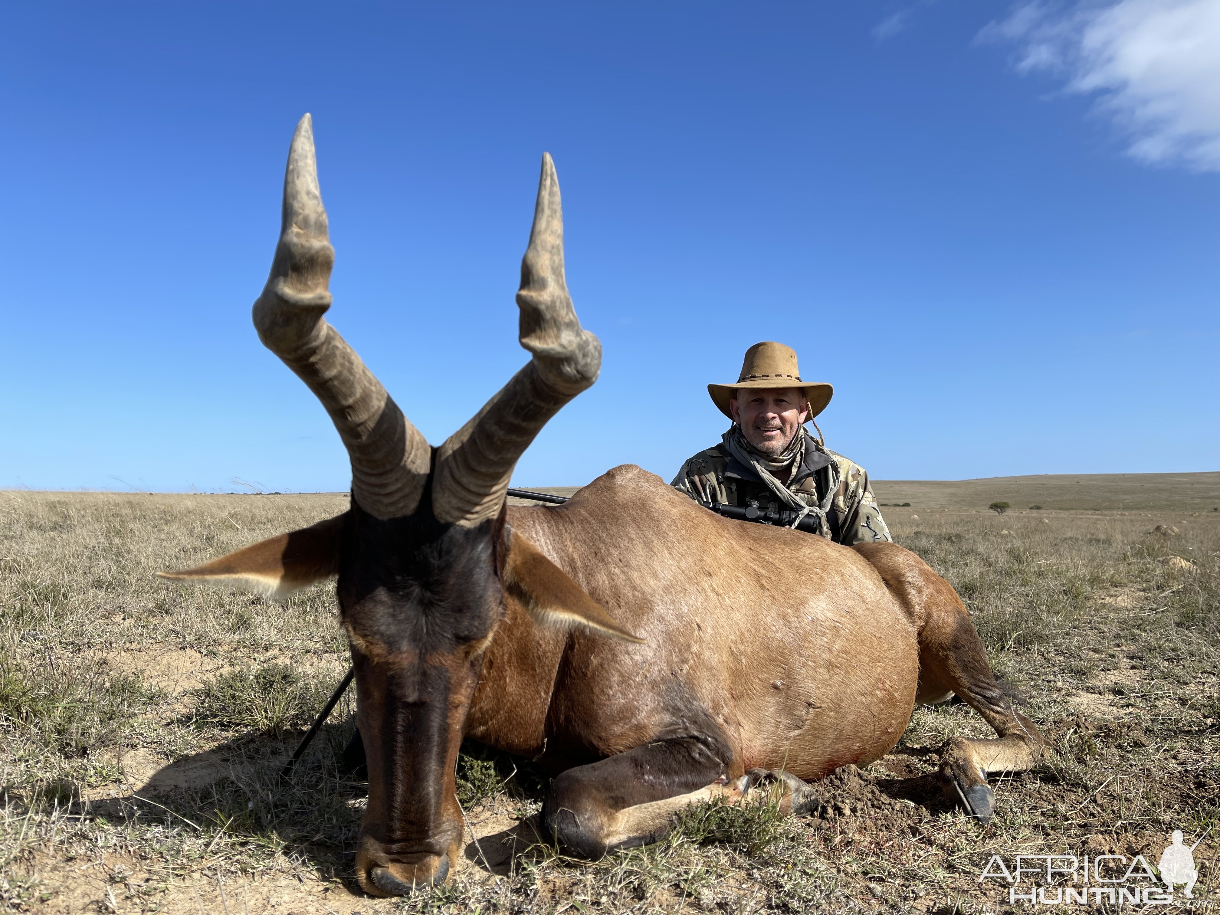 Red Hartebeest Bull Hunt Eastern Cape South Africa