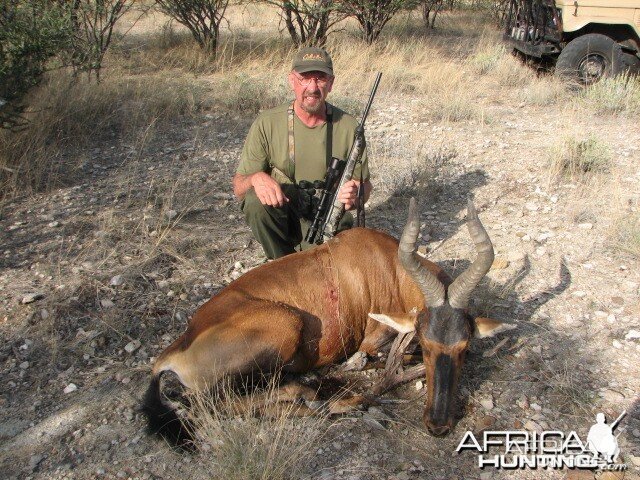 Red Hartebeest Bull Namibia