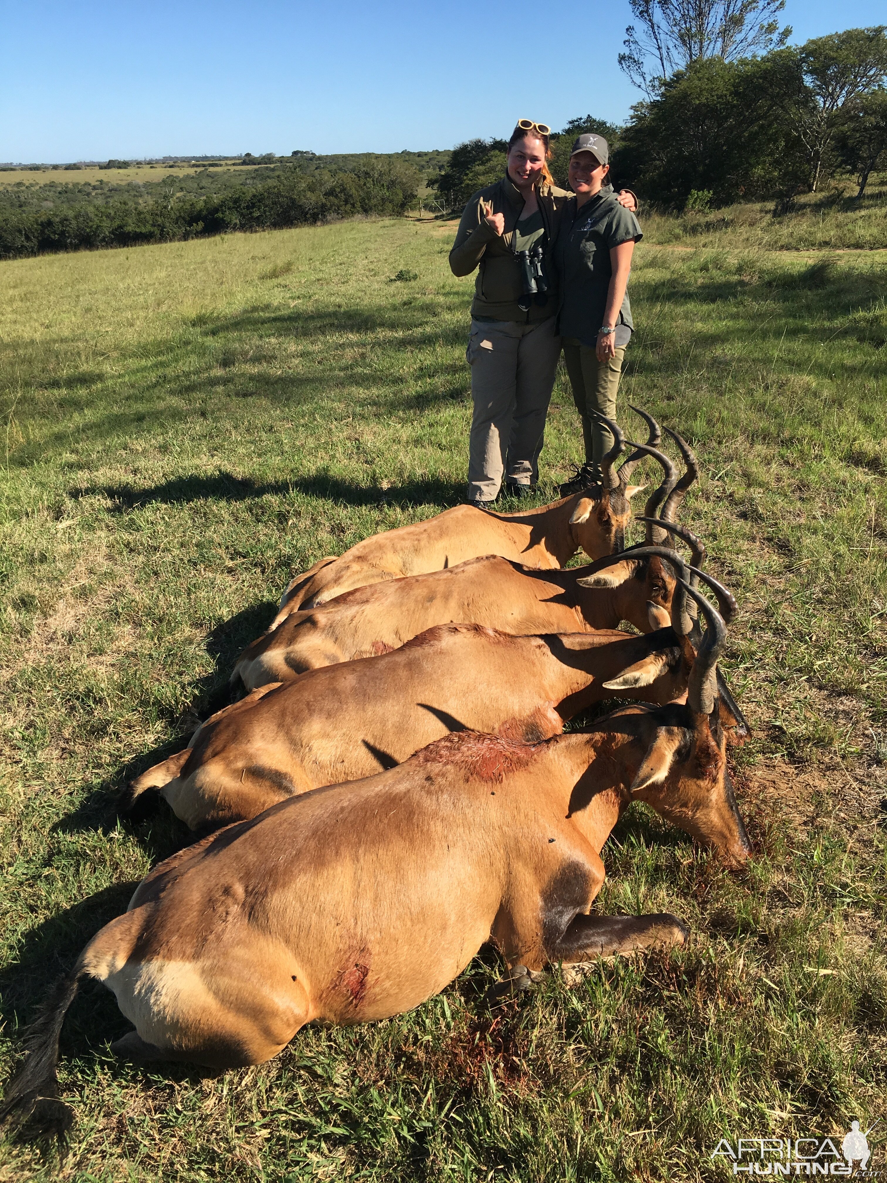 Red Hartebeest Cull Hunt South Africa