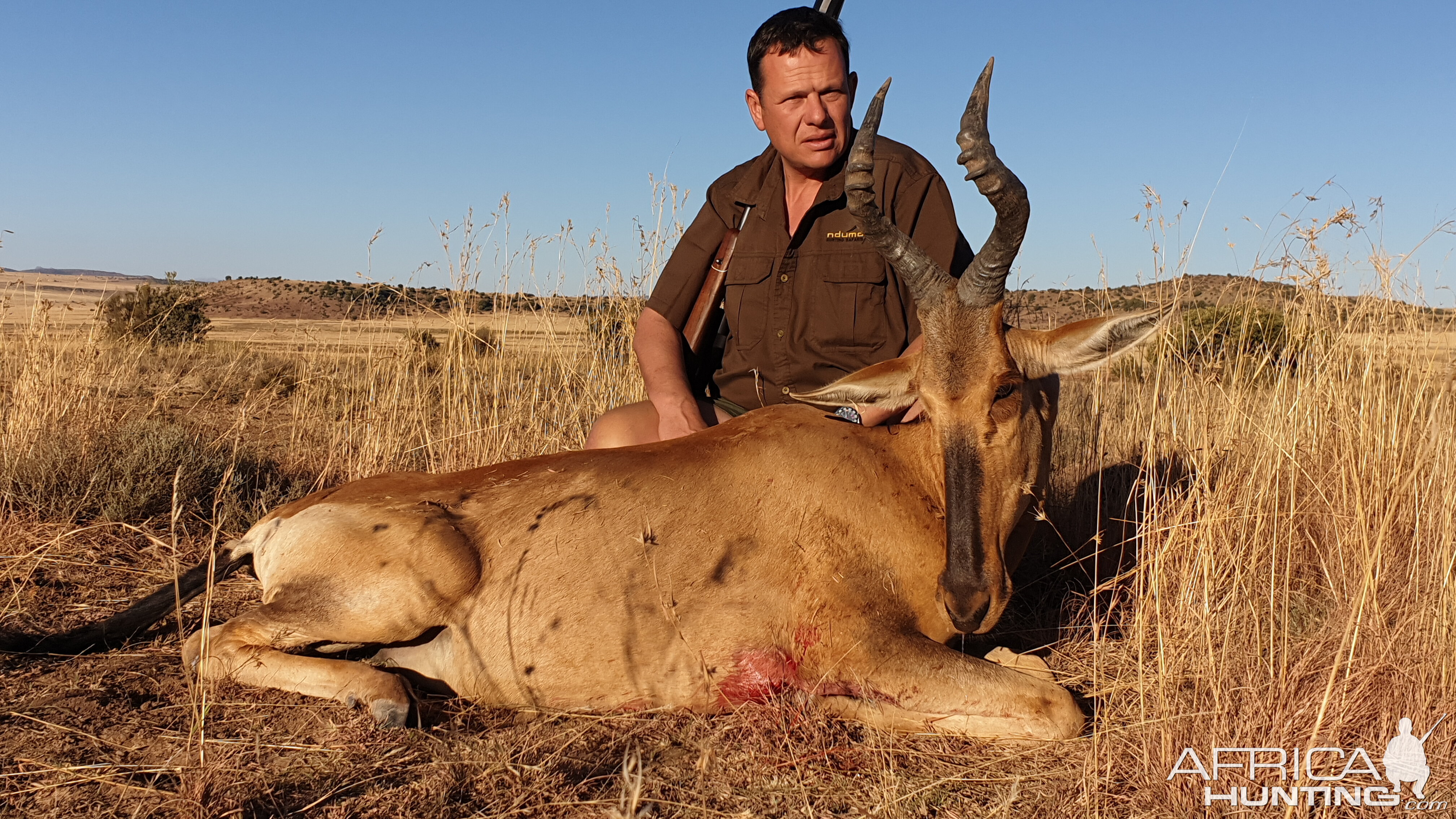 Red Hartebeest Cull Hunt South Africa