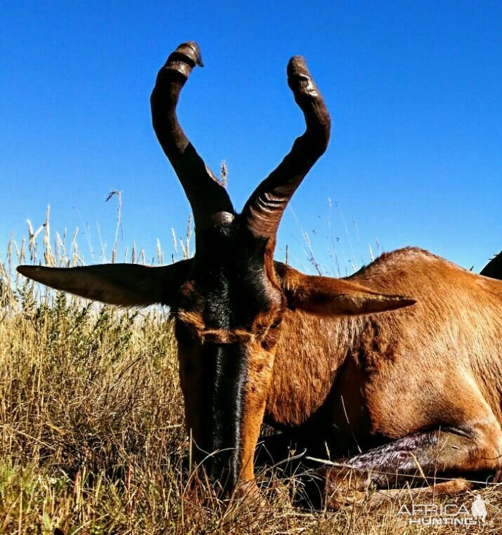 Red Hartebeest Cull Hunting in South Africa