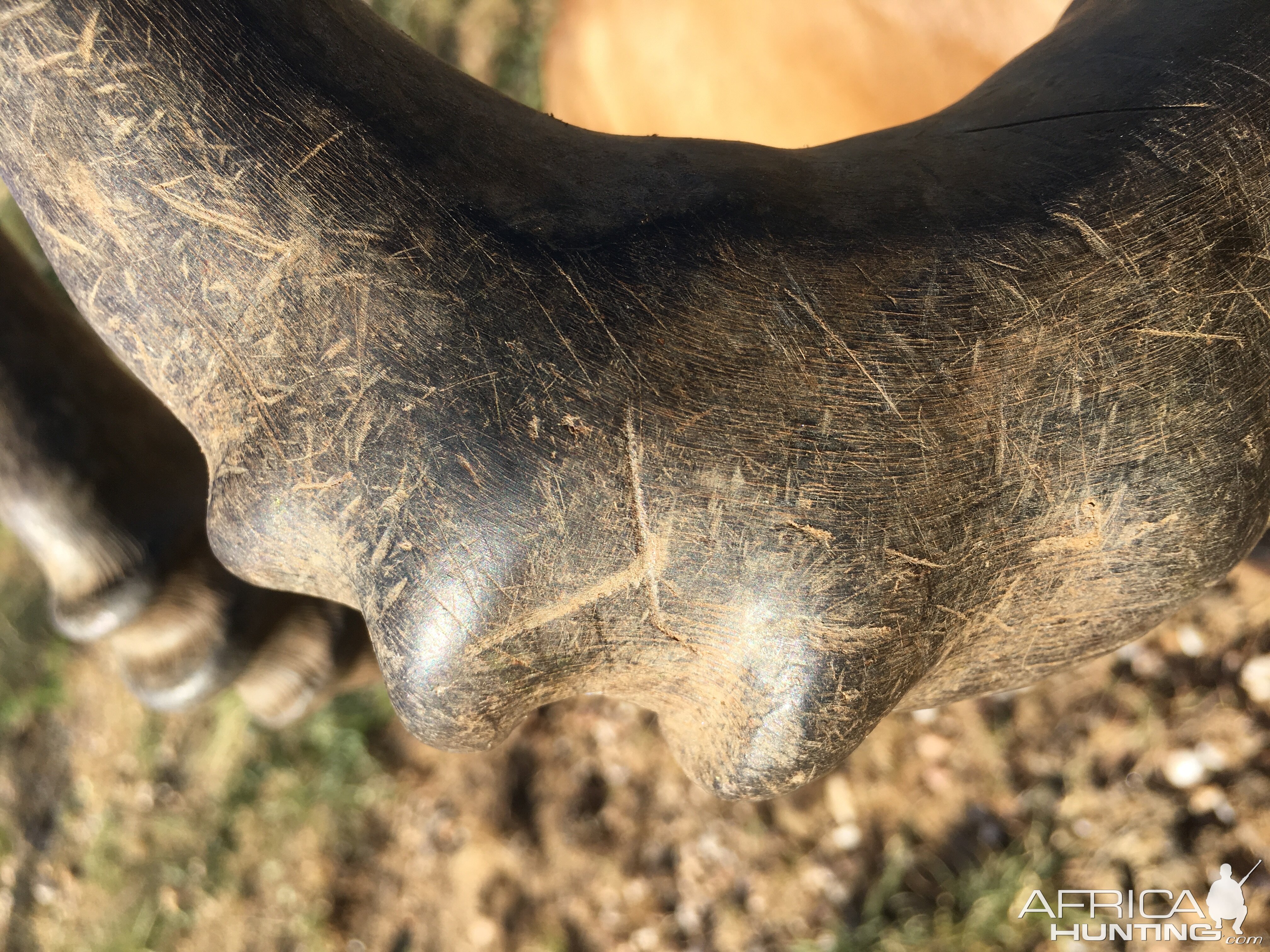 Red Hartebeest Horn