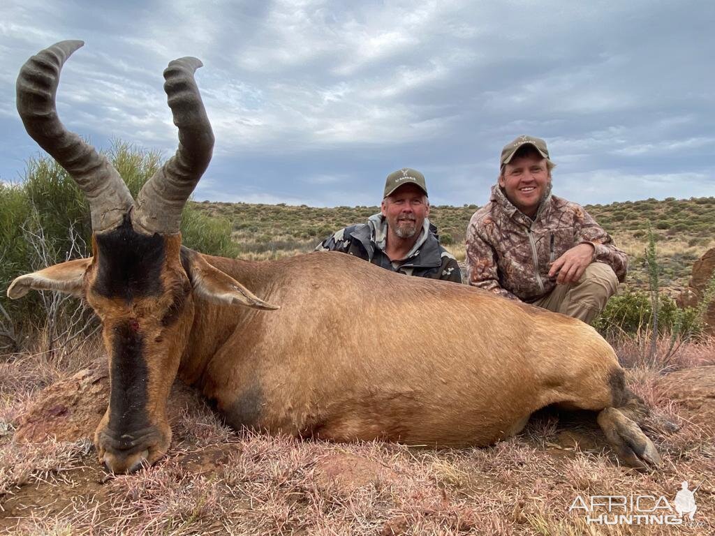 Red Hartebeest Hunt Eastern Cape South Africa