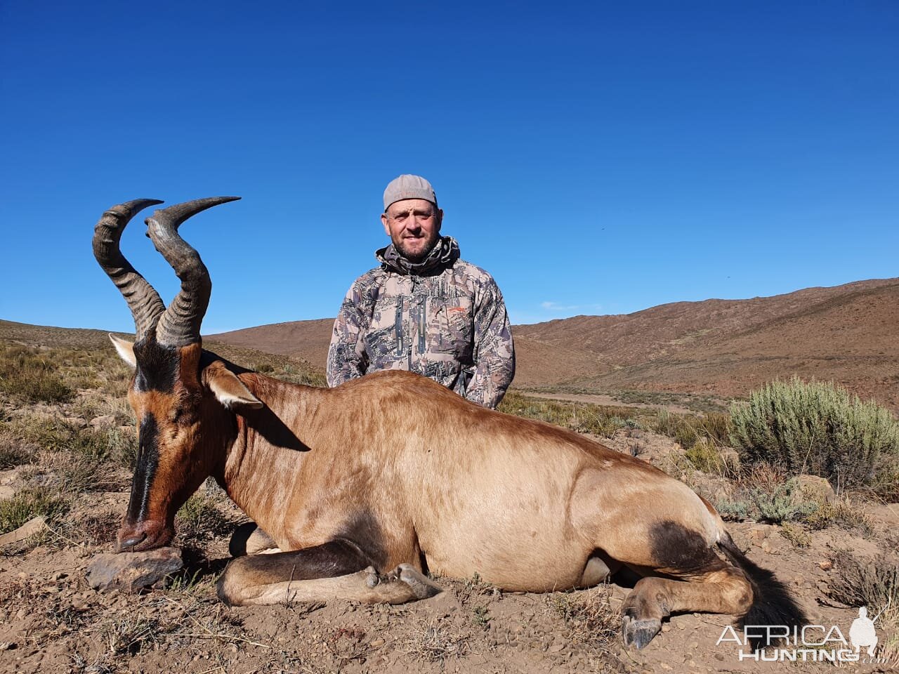 Red Hartebeest Hunt Eastern Cape South Africa