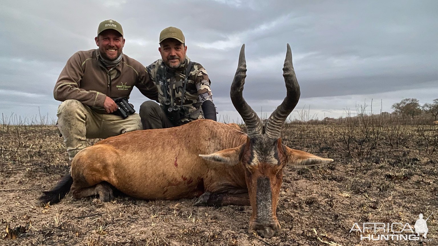 Red Hartebeest Hunt Eastern Cape South Africa