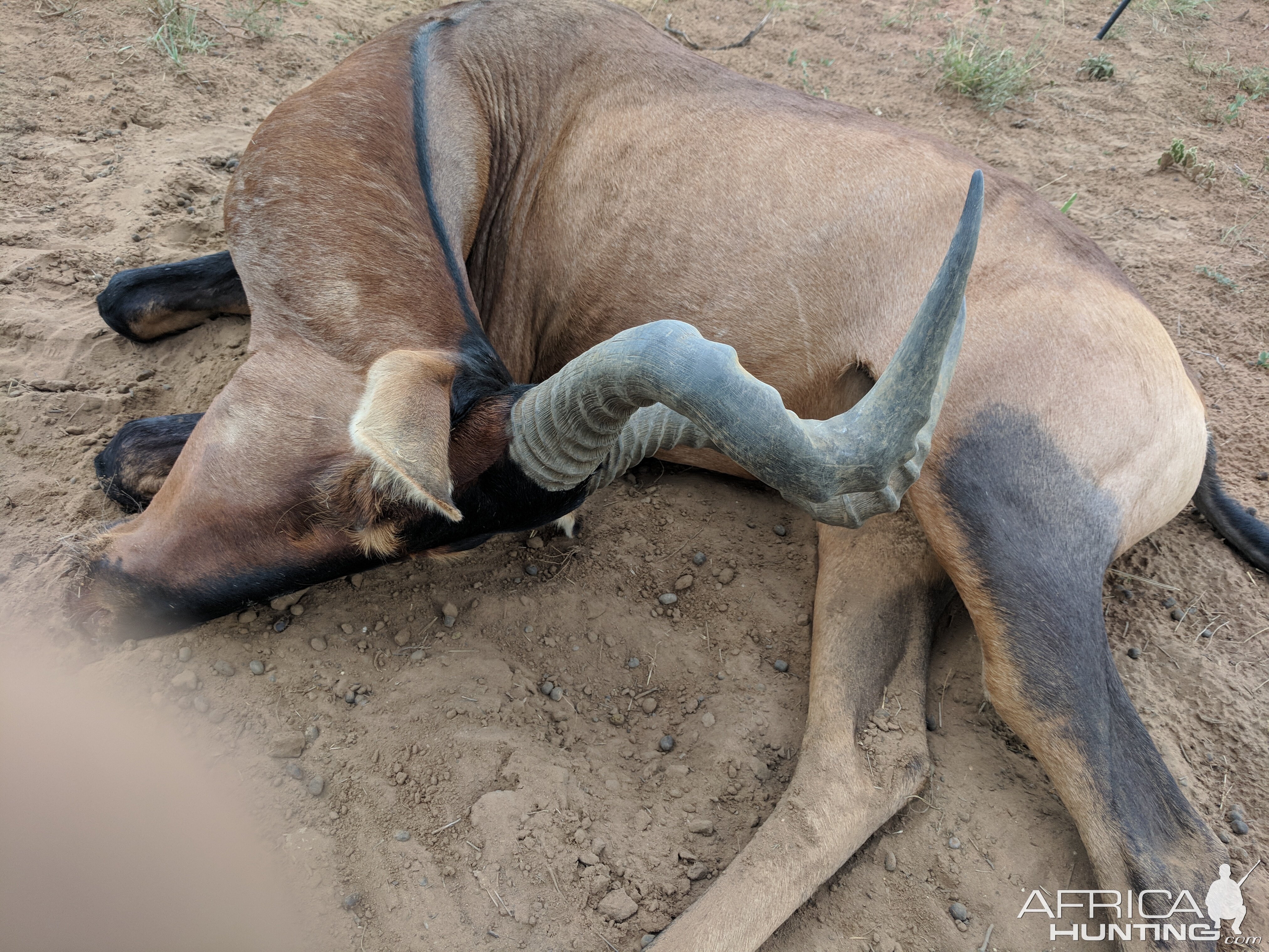 Red Hartebeest Hunt in Namibia