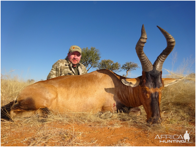 Red Hartebeest Hunt in Namibia