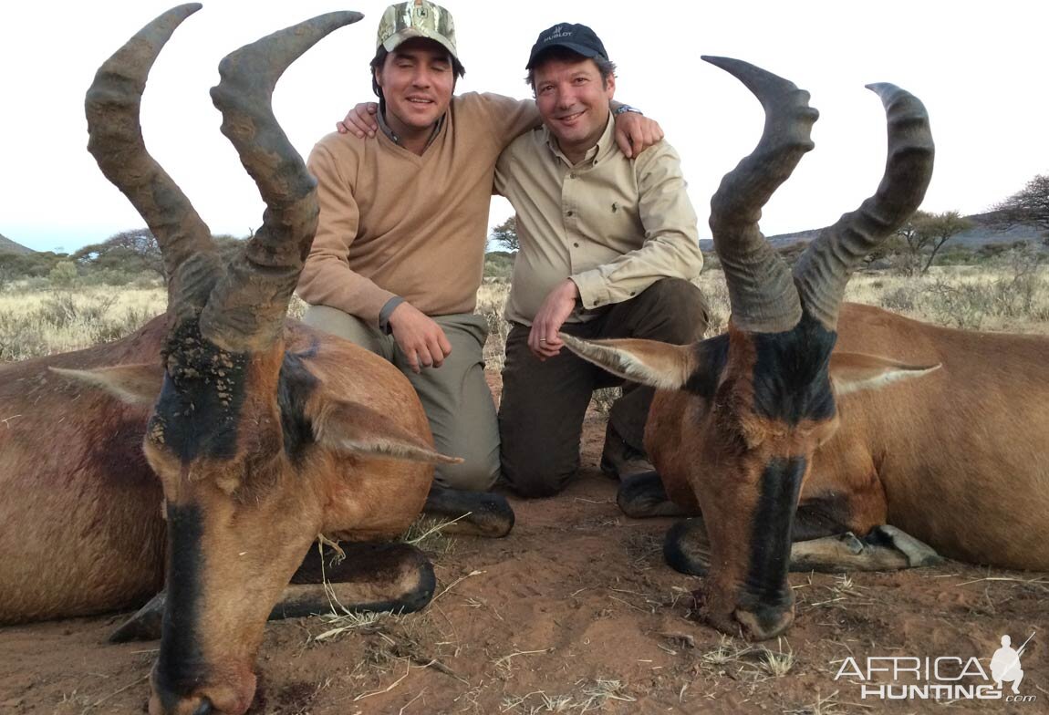 Red Hartebeest Hunt in South Africa