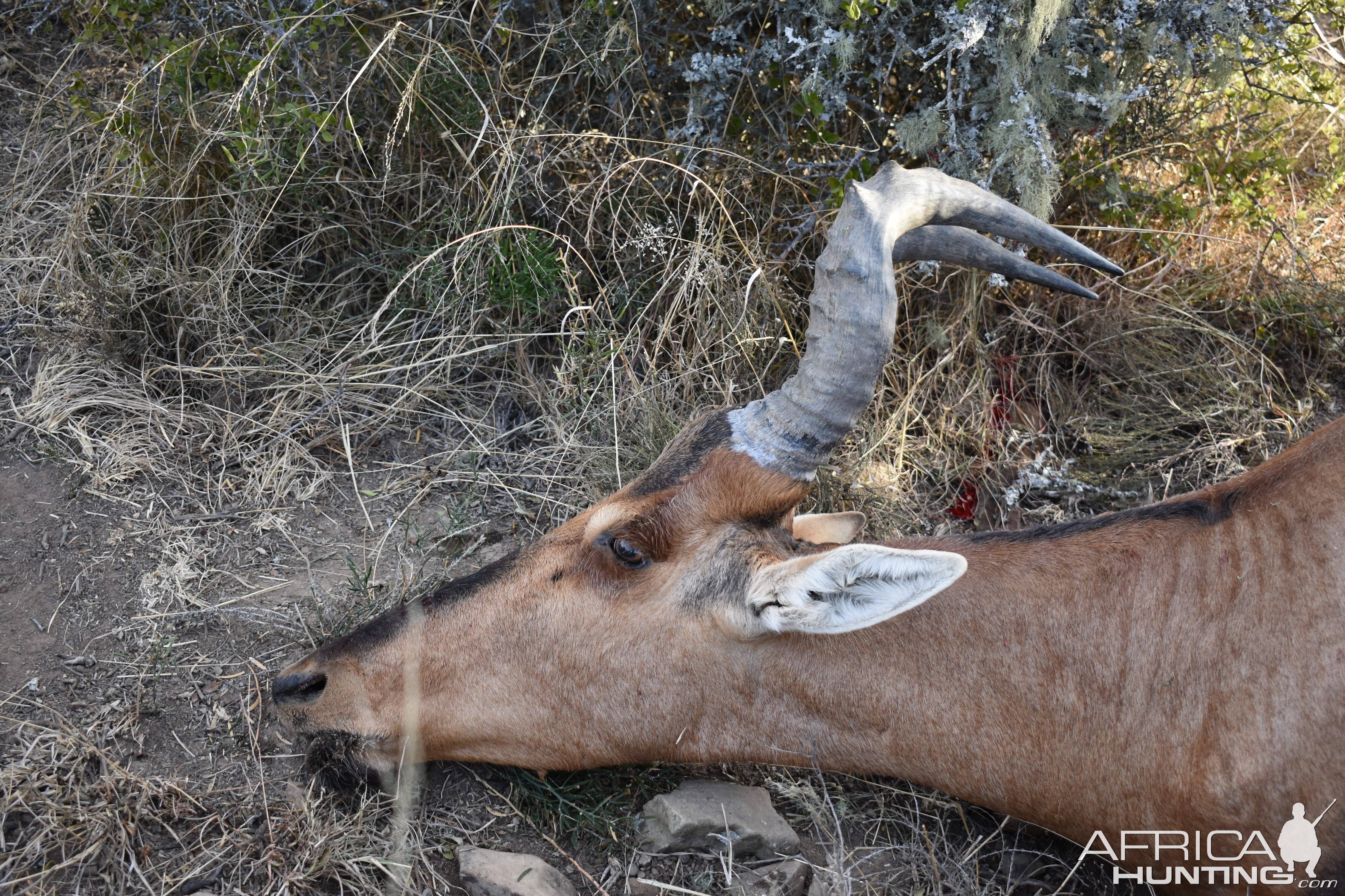 Red Hartebeest Hunt in South Africa