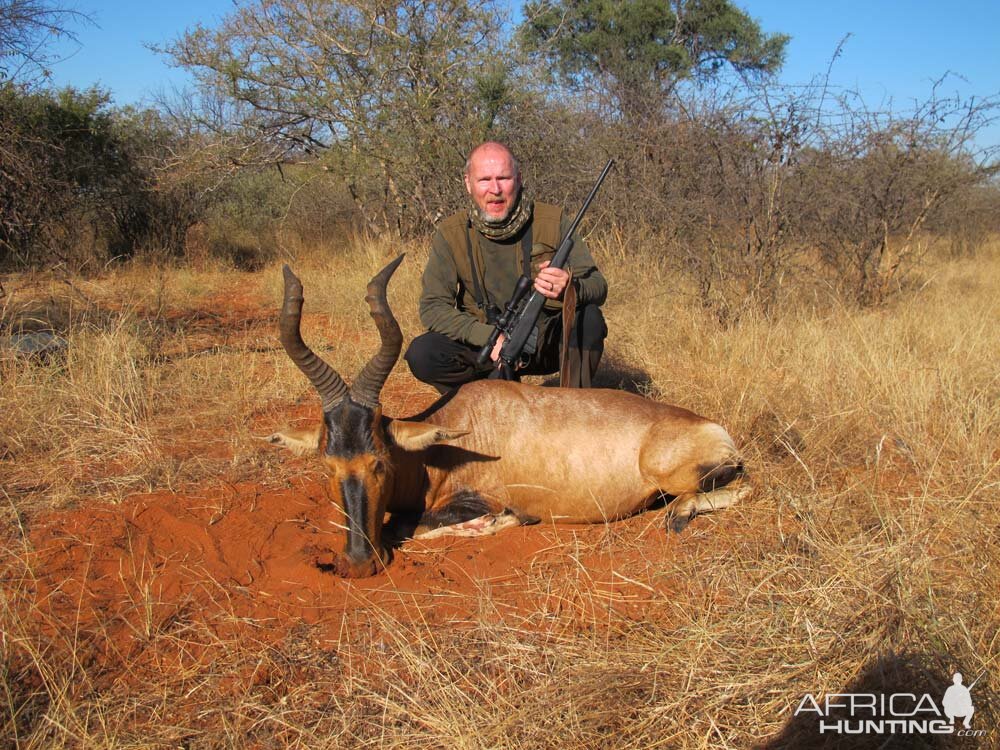 Red Hartebeest Hunt in South Africa