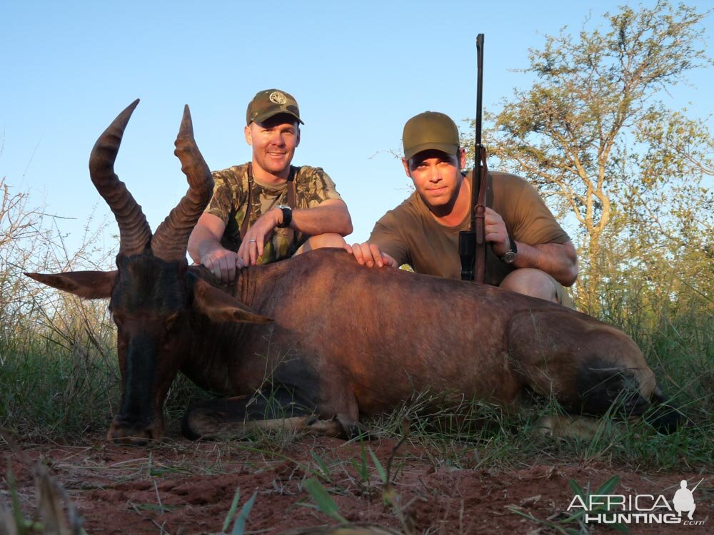 Red Hartebeest Hunt in South Africa