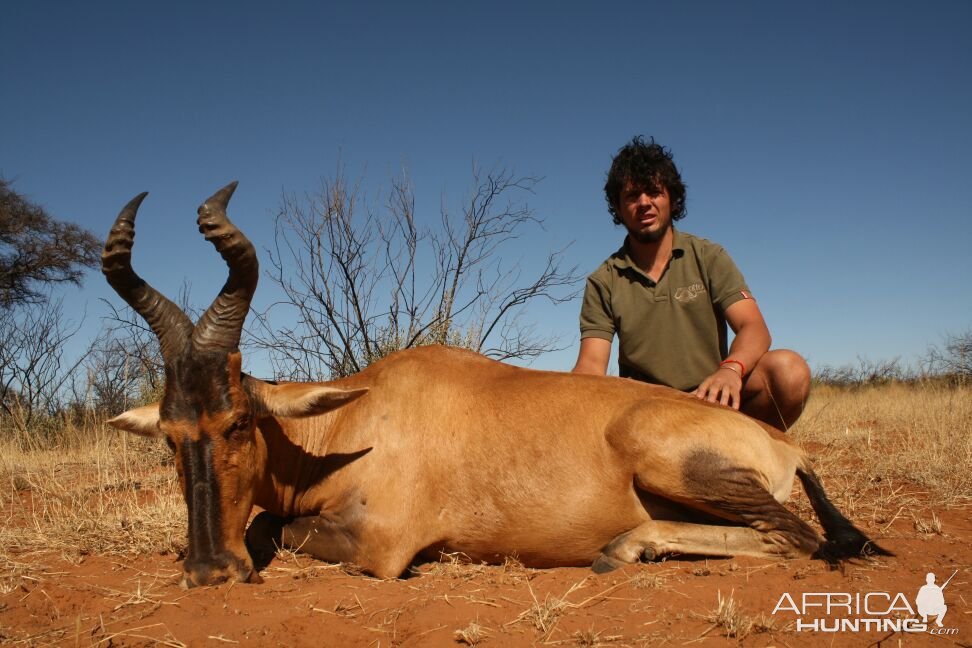 Red Hartebeest Hunt Limpopo South Africa