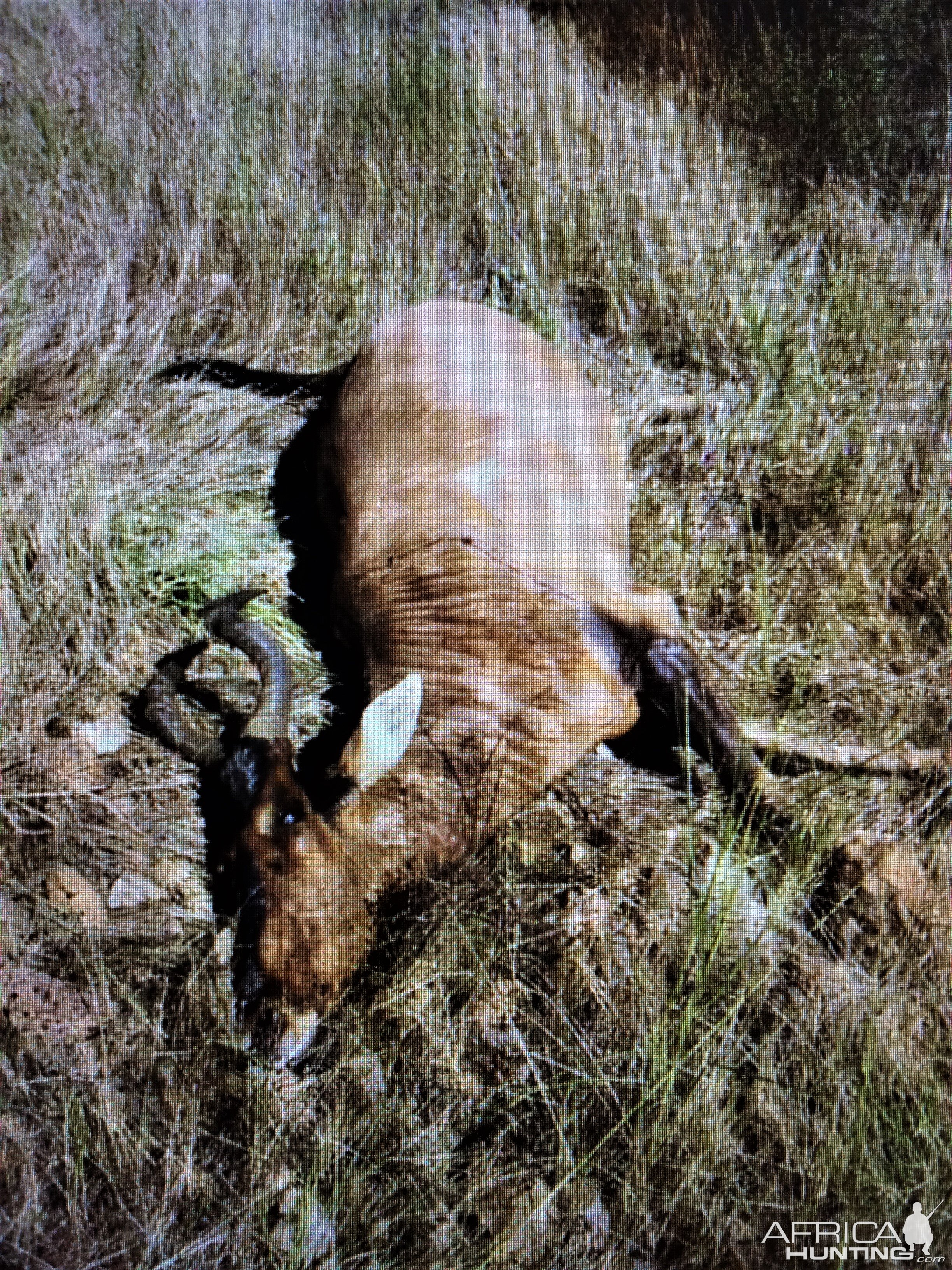 Red Hartebeest Hunt Namibia