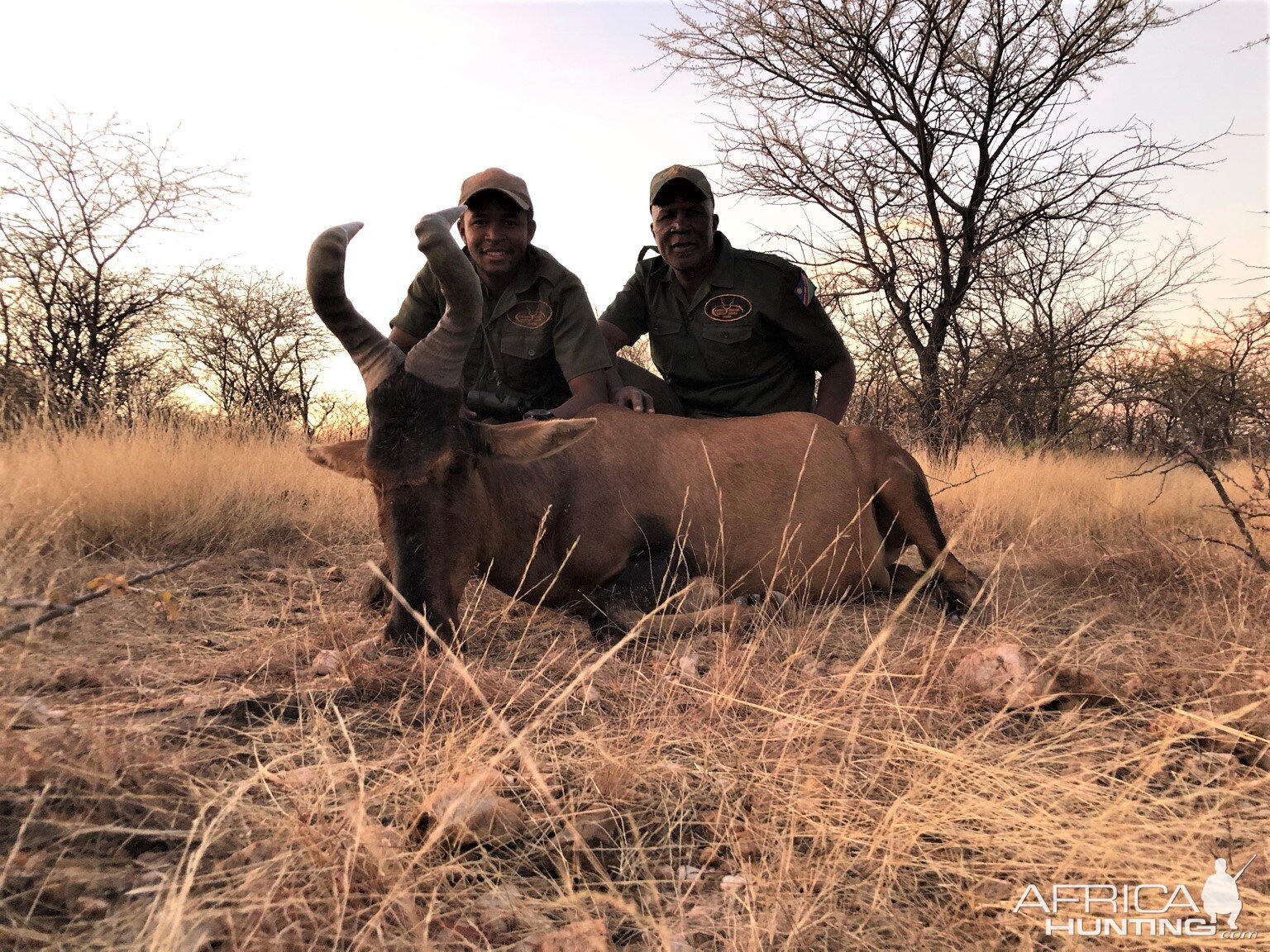 Red Hartebeest Hunt Namibia