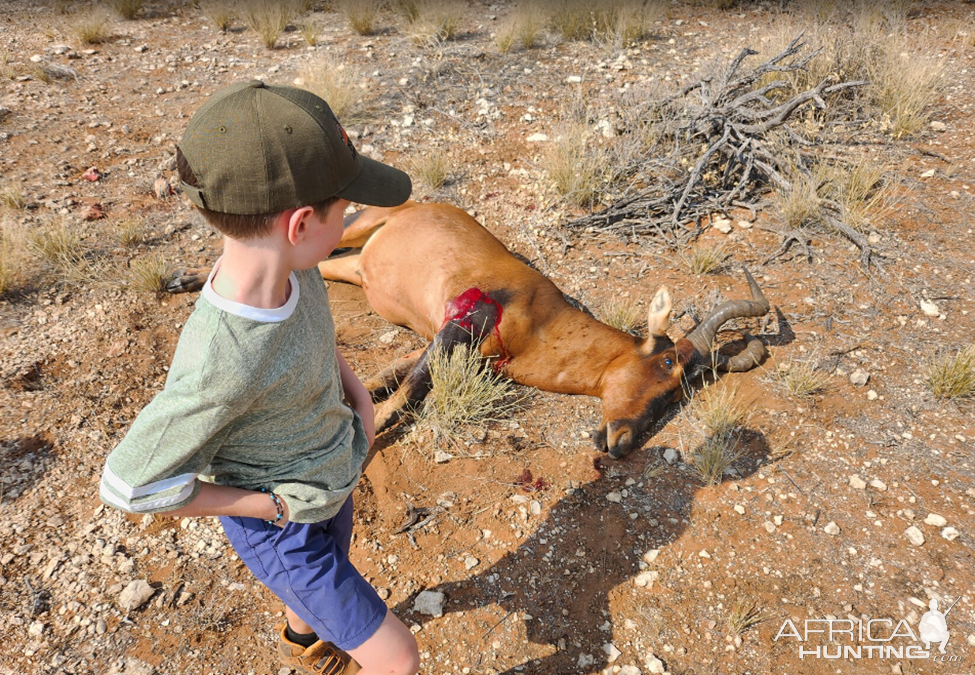 Red Hartebeest Hunt Namibia