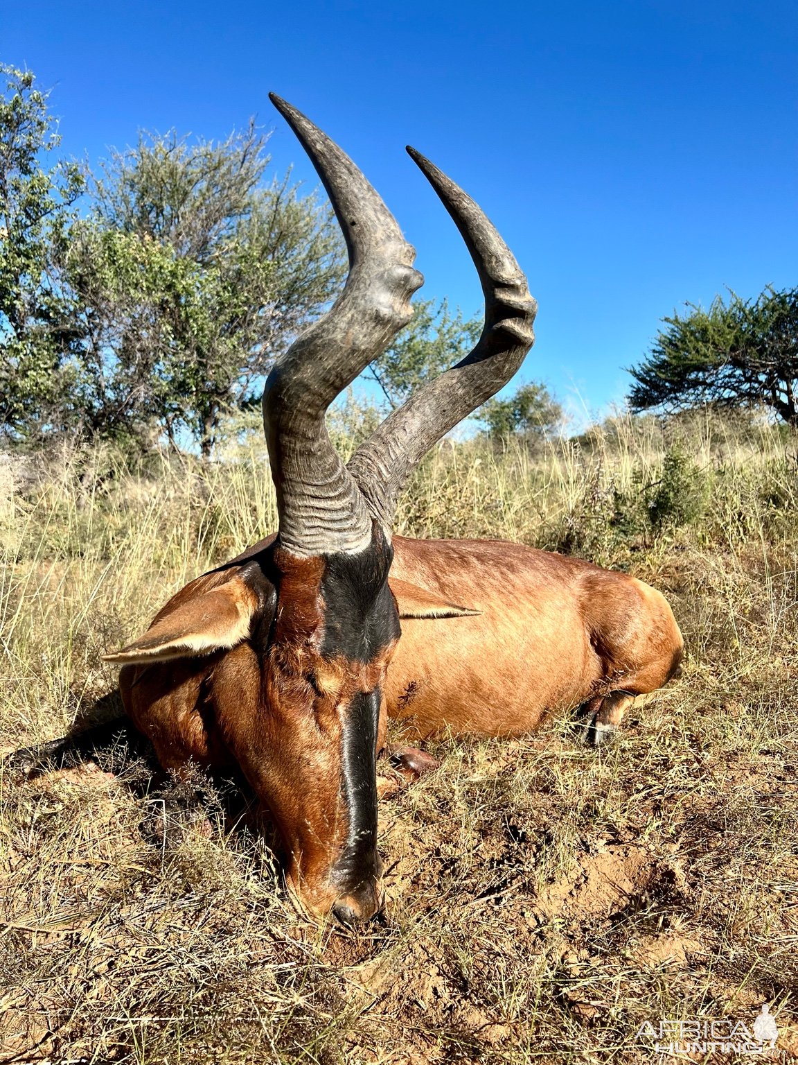 Red Hartebeest Hunt Namibia