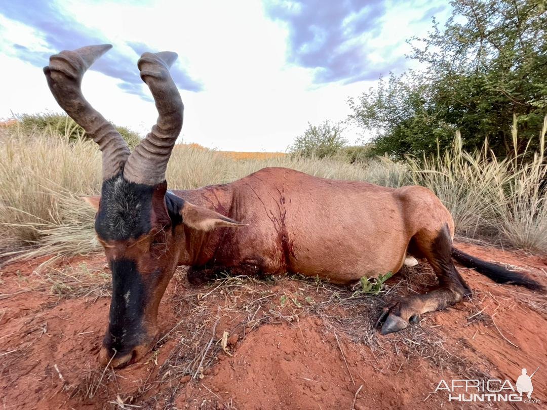 Red Hartebeest Hunt Namibia