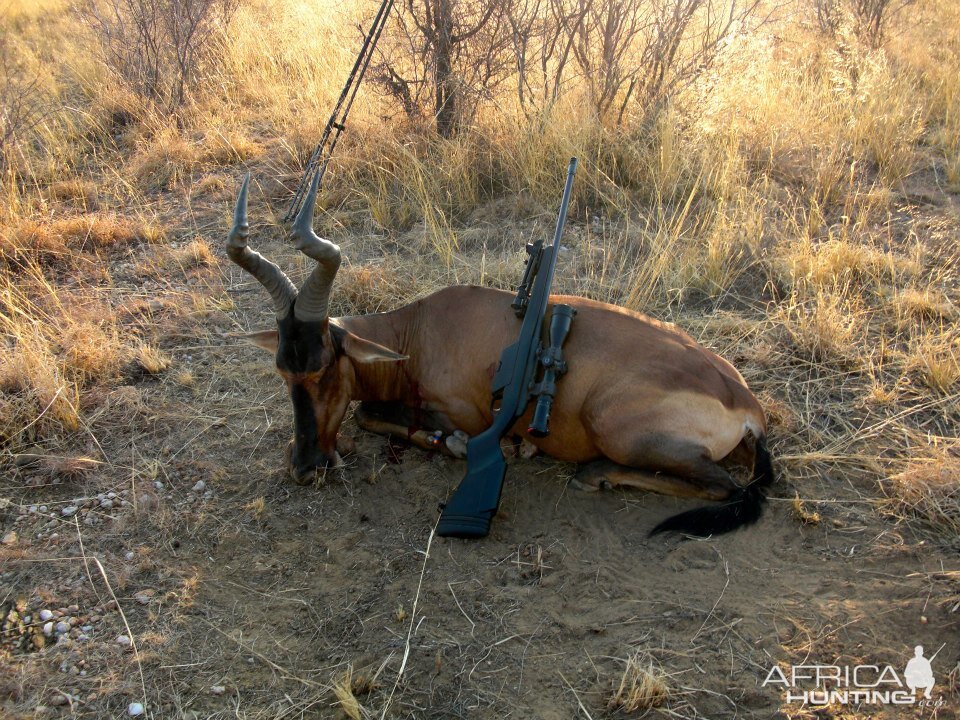 Red Hartebeest Hunt Namibia