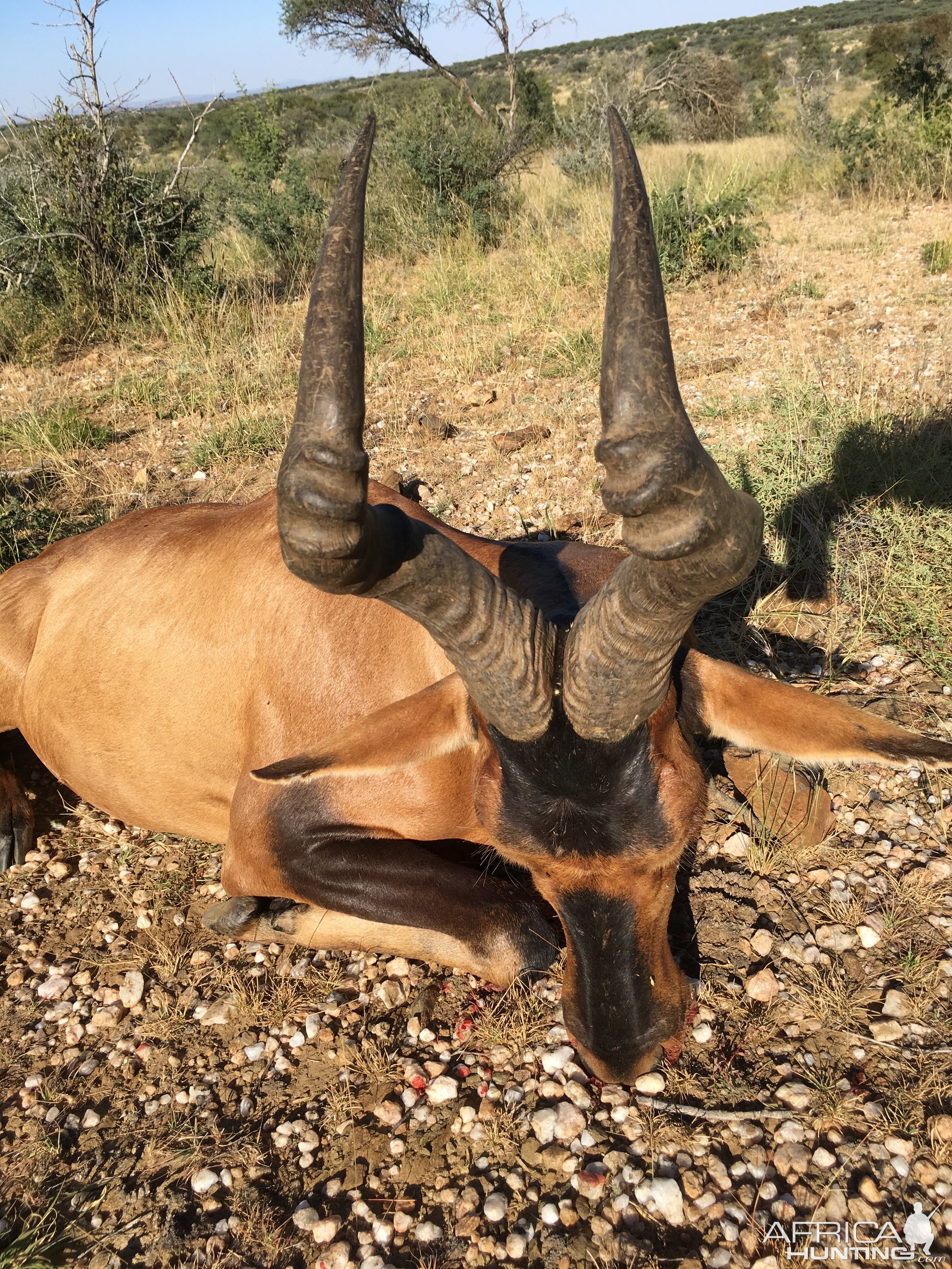 Red Hartebeest Hunt Namibia