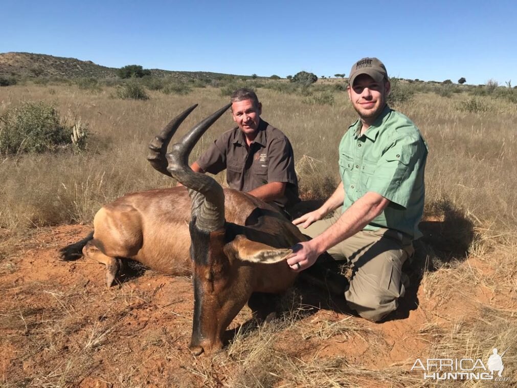 Red Hartebeest Hunt Namibia